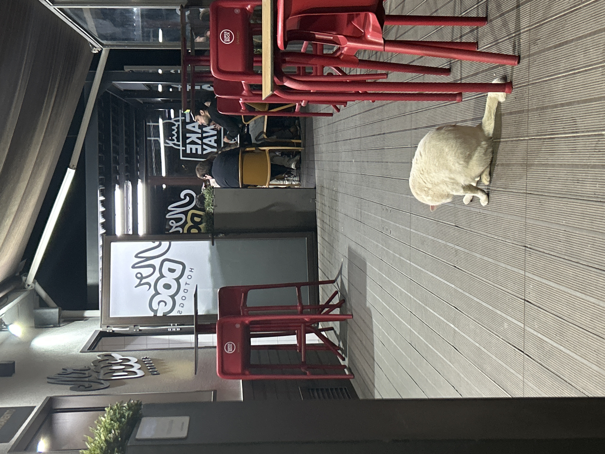 White cat stretches at hotdog restaurant in Portugal
