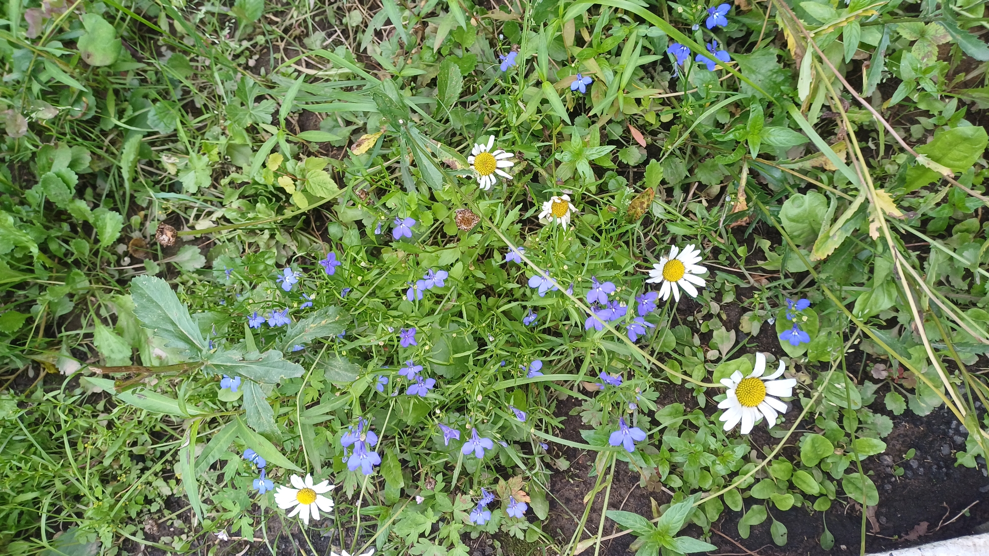 Summer morning in Izhevsk: flowers, bees, cats, and everyday streets