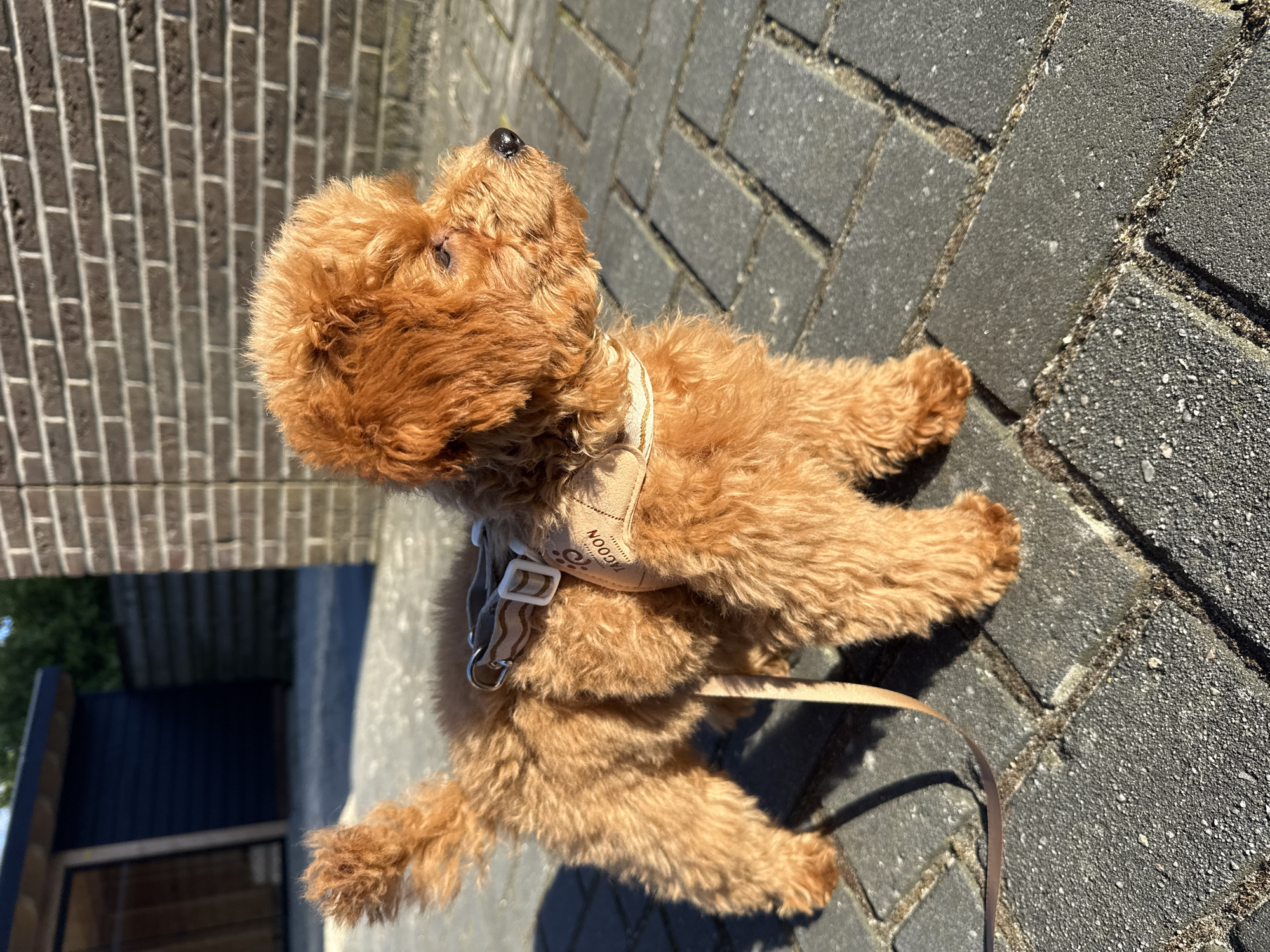 Small poodle in harness spotted on Marum walkway