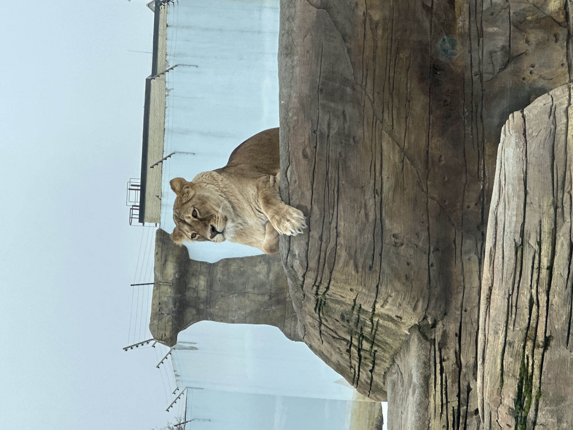 Lioness rests at Kazan zoo facility