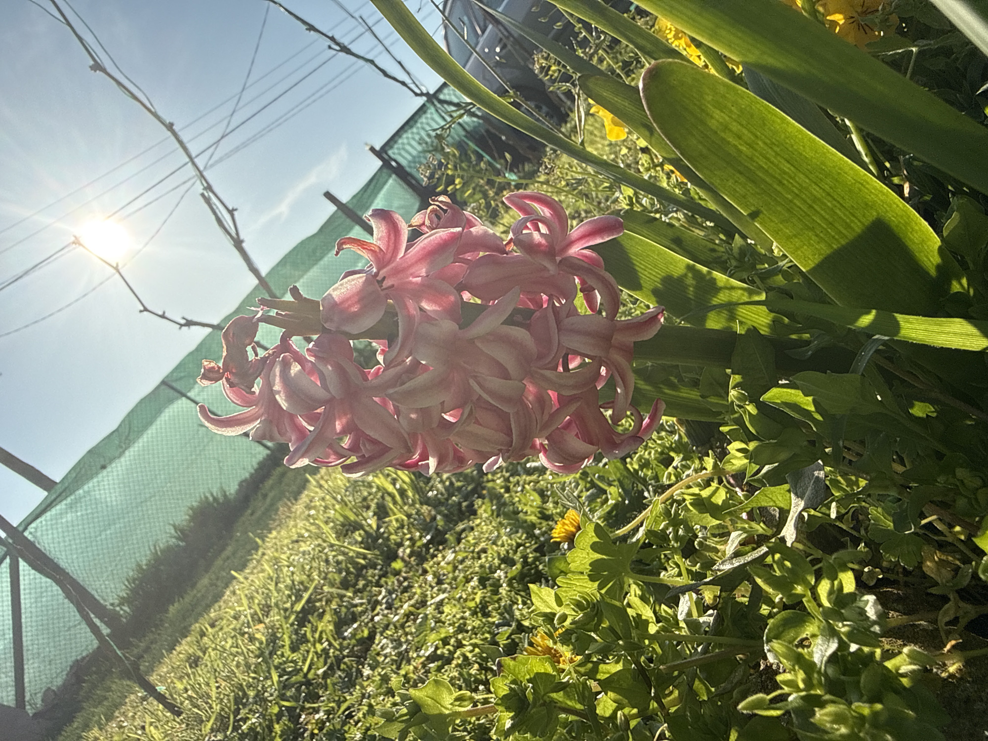 Pink hyacinths bloom in Bulgarian garden