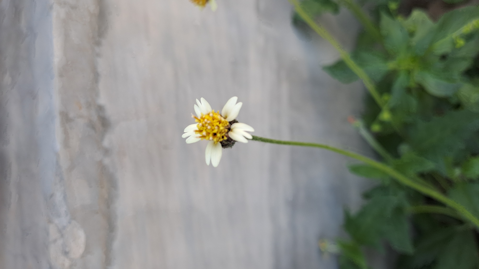 Tridax daisies in bloom and seed, Julicotmeurak