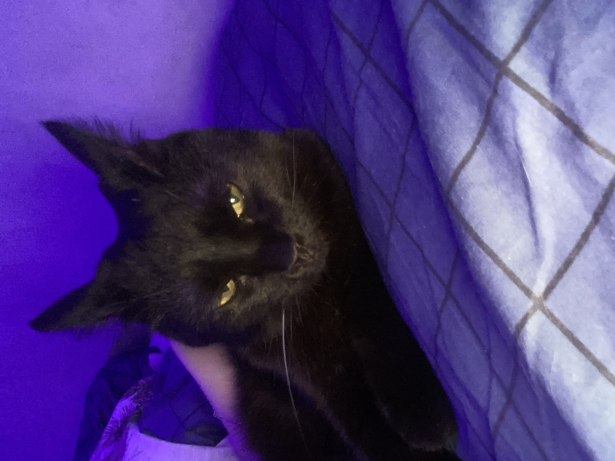 Black cat photographed resting on checkered bedding in Izhevsk