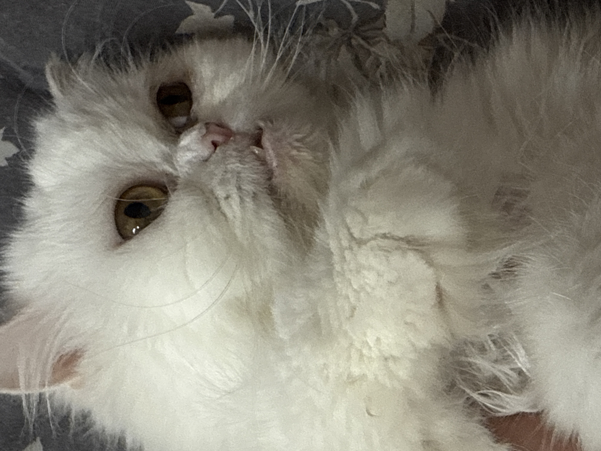 White Persian cat photographed at rest in Burgas home
