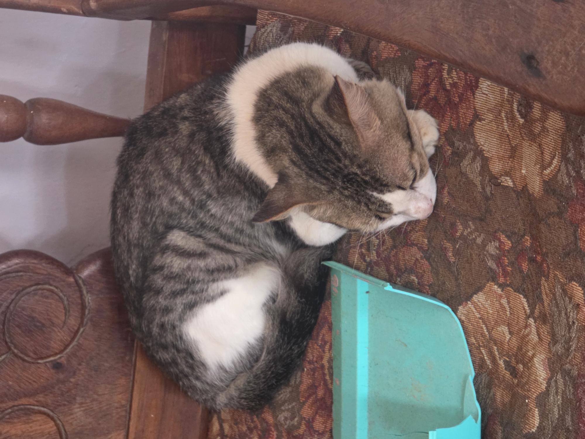 Domestic animals and garden life documented in Pampatar, Venezuela