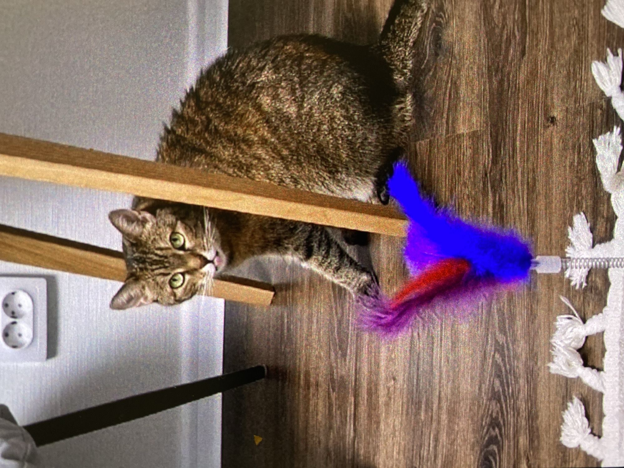 Saint Petersburg resident documents cats, neighborhoods, sunset scenes