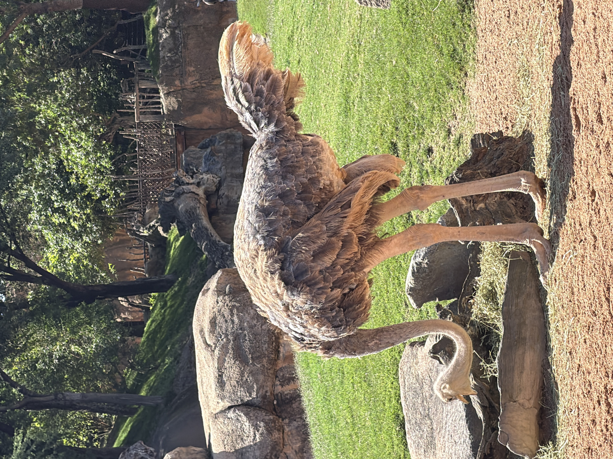 Zoo day: giraffes, elephants, ostriches, and a cold one