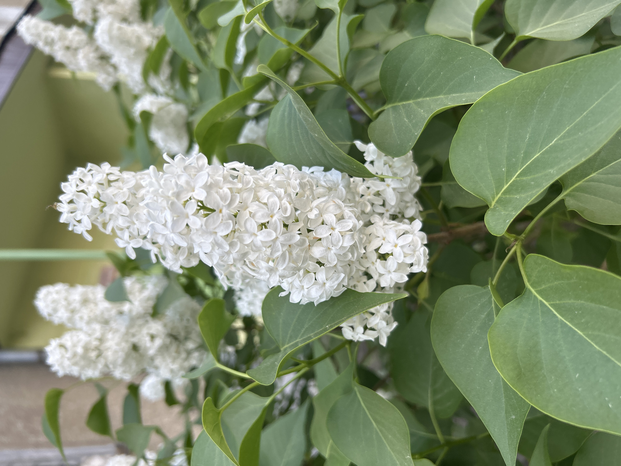 Spring blooms and outdoor life documented in Angarsk, Russia