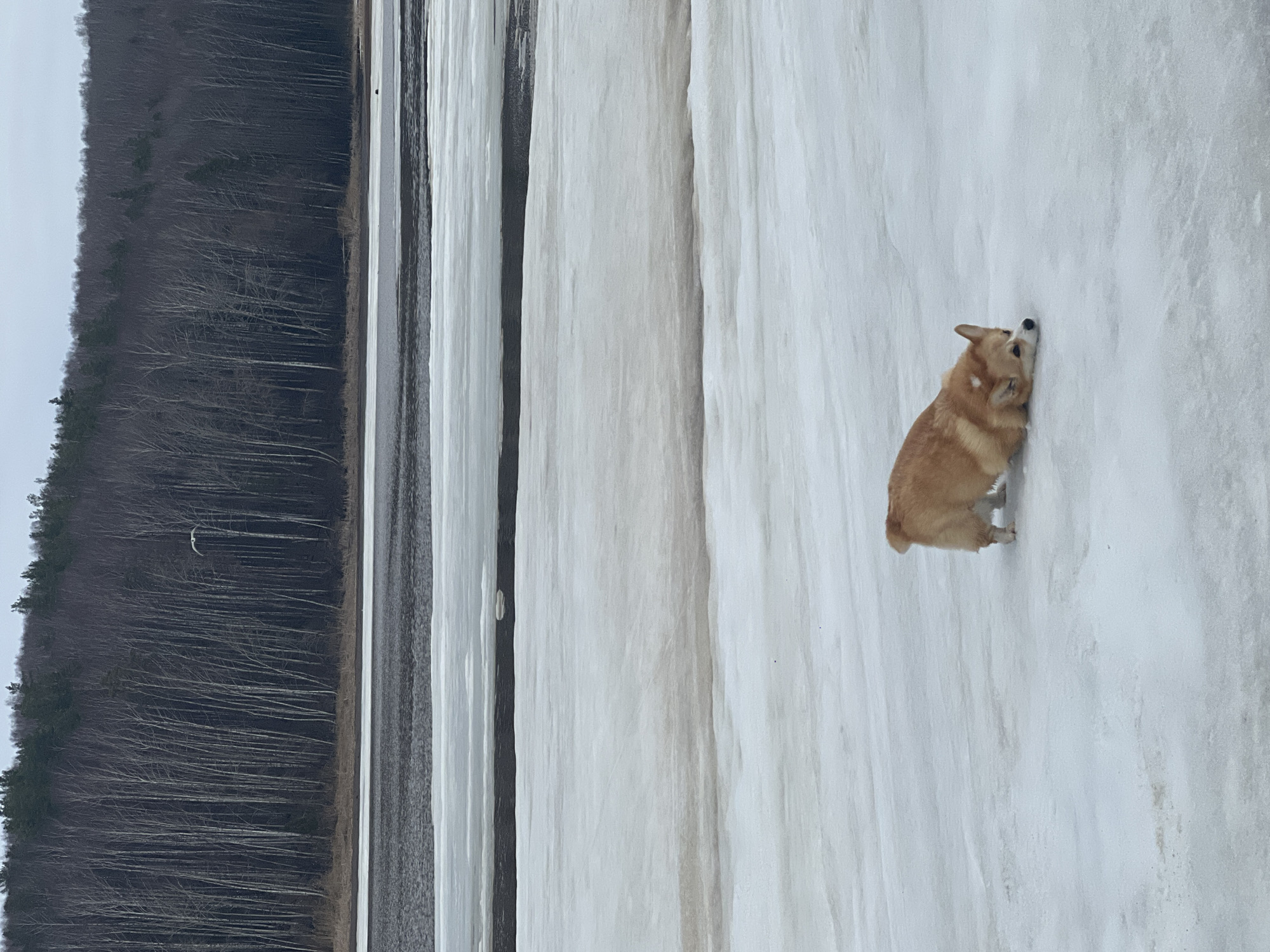 Corgi spotted on frozen lake surface in Chaykovsky, Russia