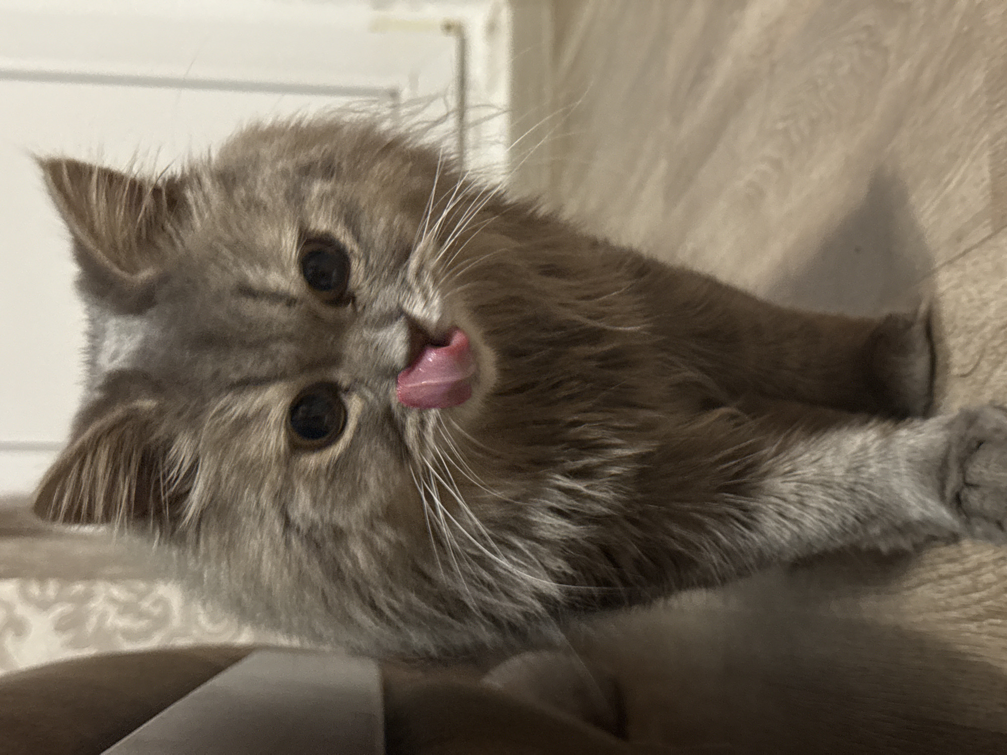Cozy Luhansk evening: books, shelves, and a sleepy grey cat