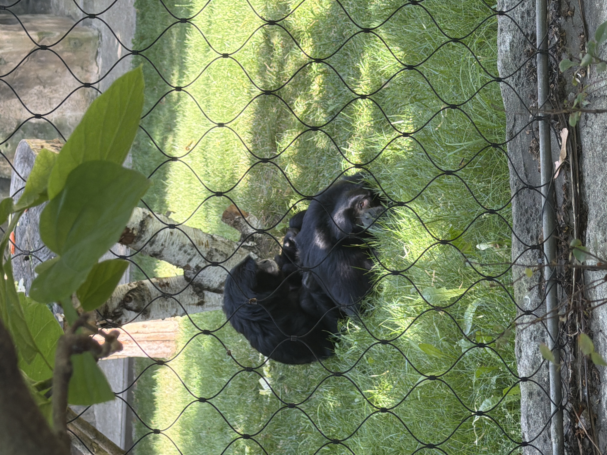 Morning walkthrough of Kyiv Zoo, animals and street art