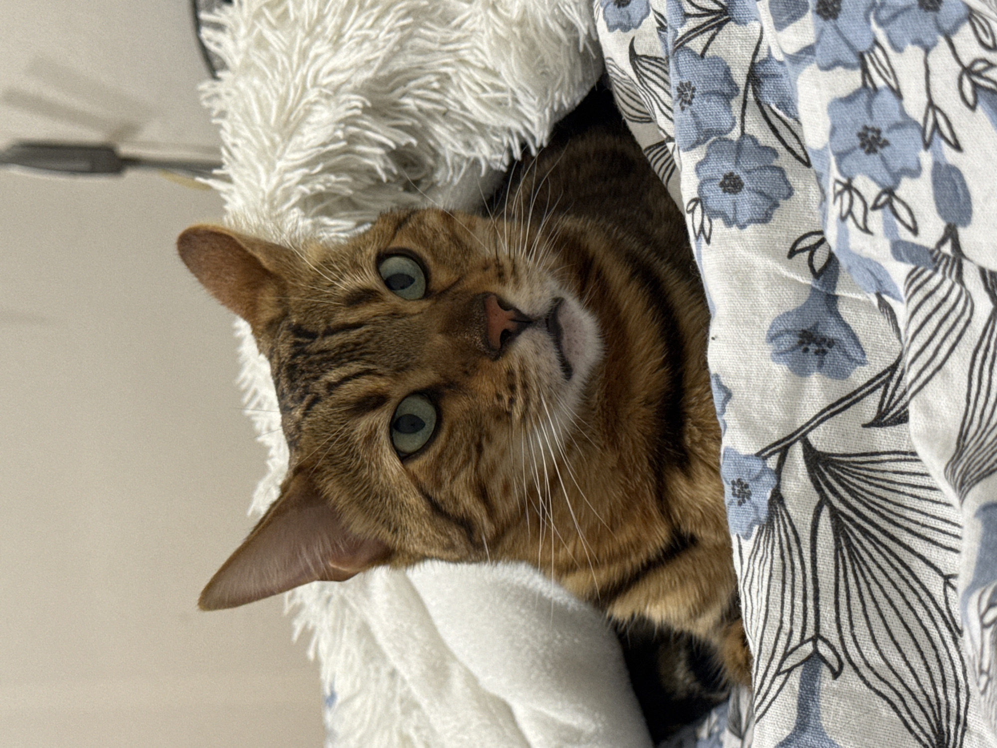 Bengal Cat Naps in Blankets in Yekaterinburg Home