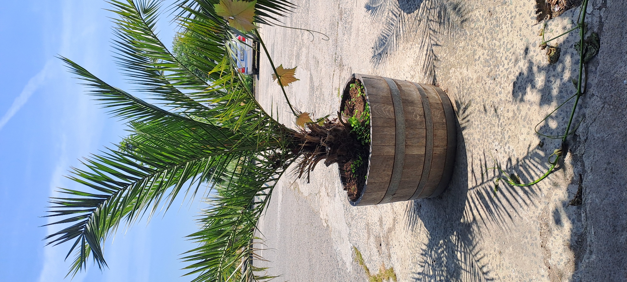 Palm trees in wooden planters documented in Velika, Bulgaria