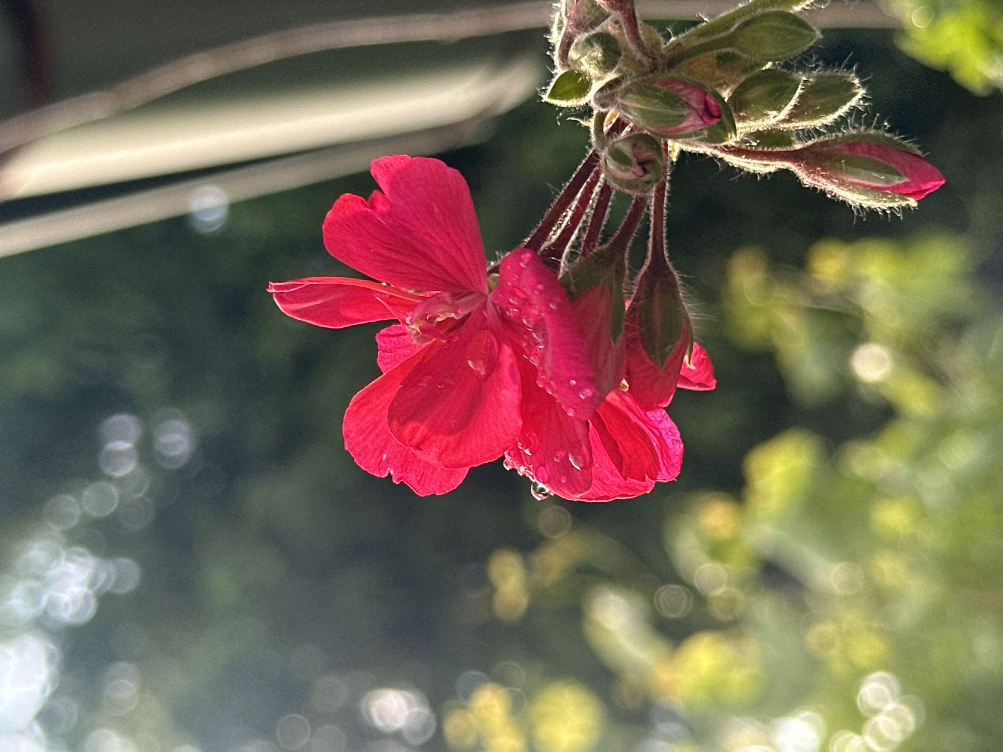 Blooming geraniums photographed in Bulgarian village