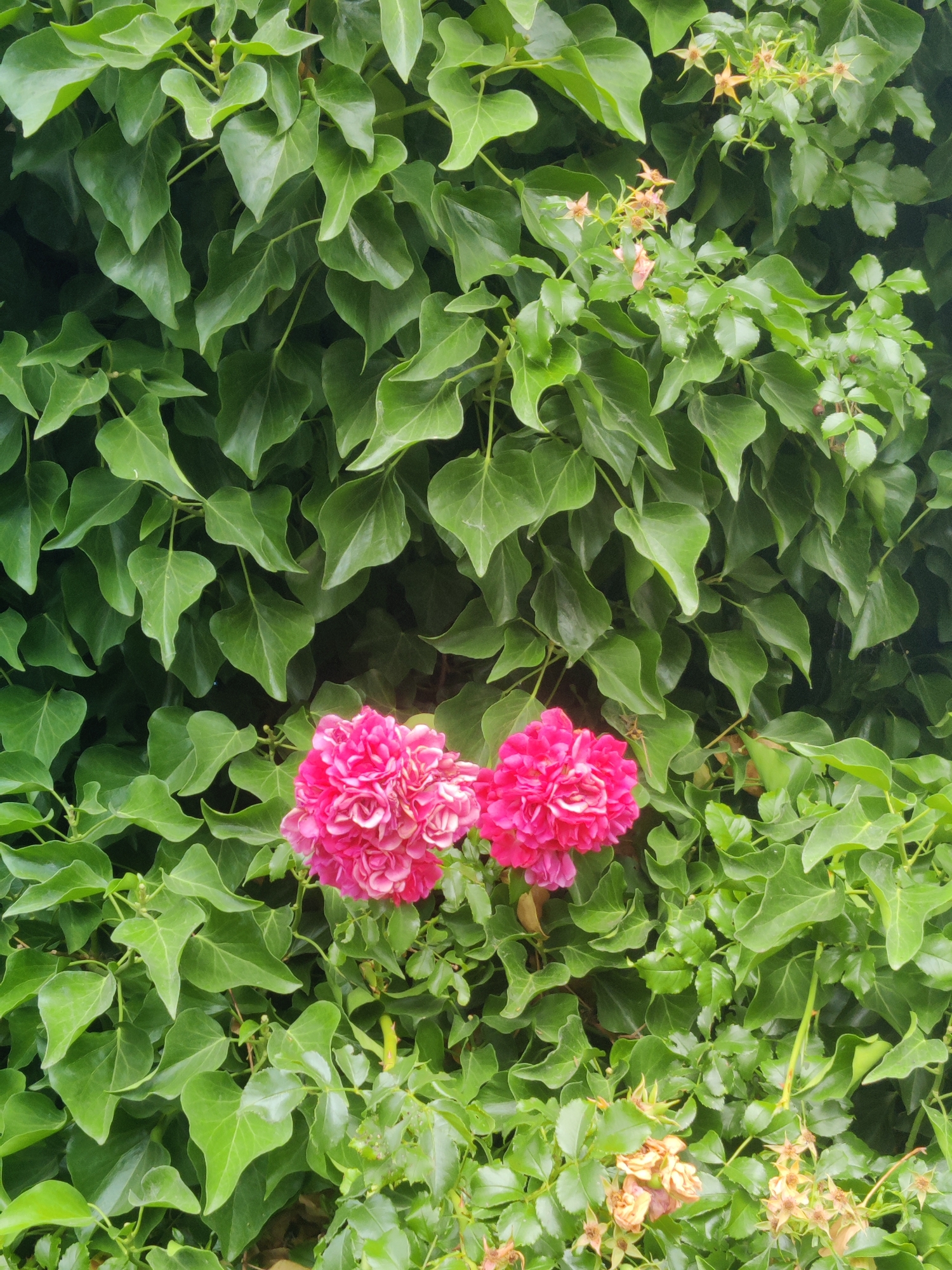 Residential street gardens and fences in Winterswijk, Netherlands