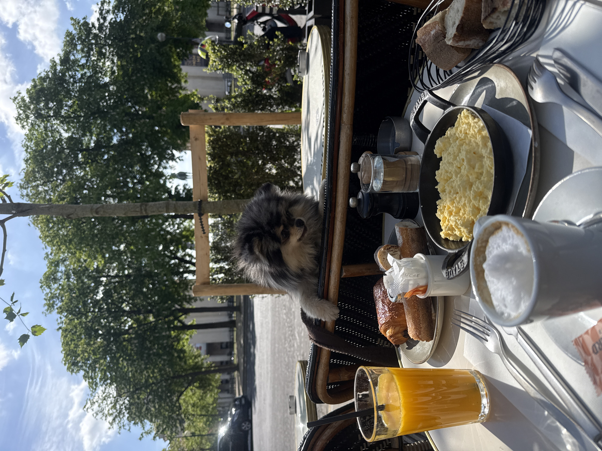 Pomeranian joins breakfast at Paris café table