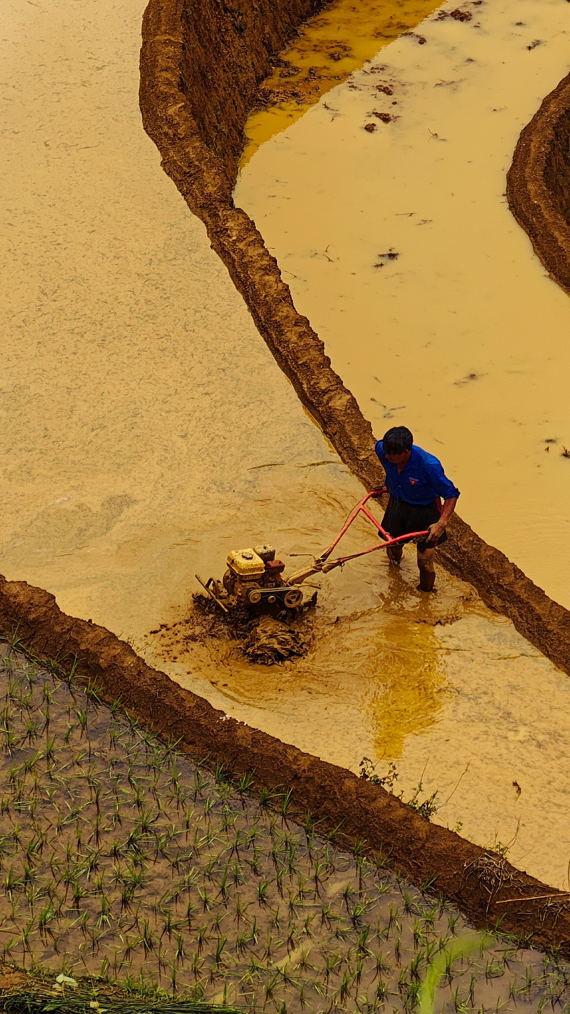 Dawn rice farming captured in Vietnam's terraced paddies