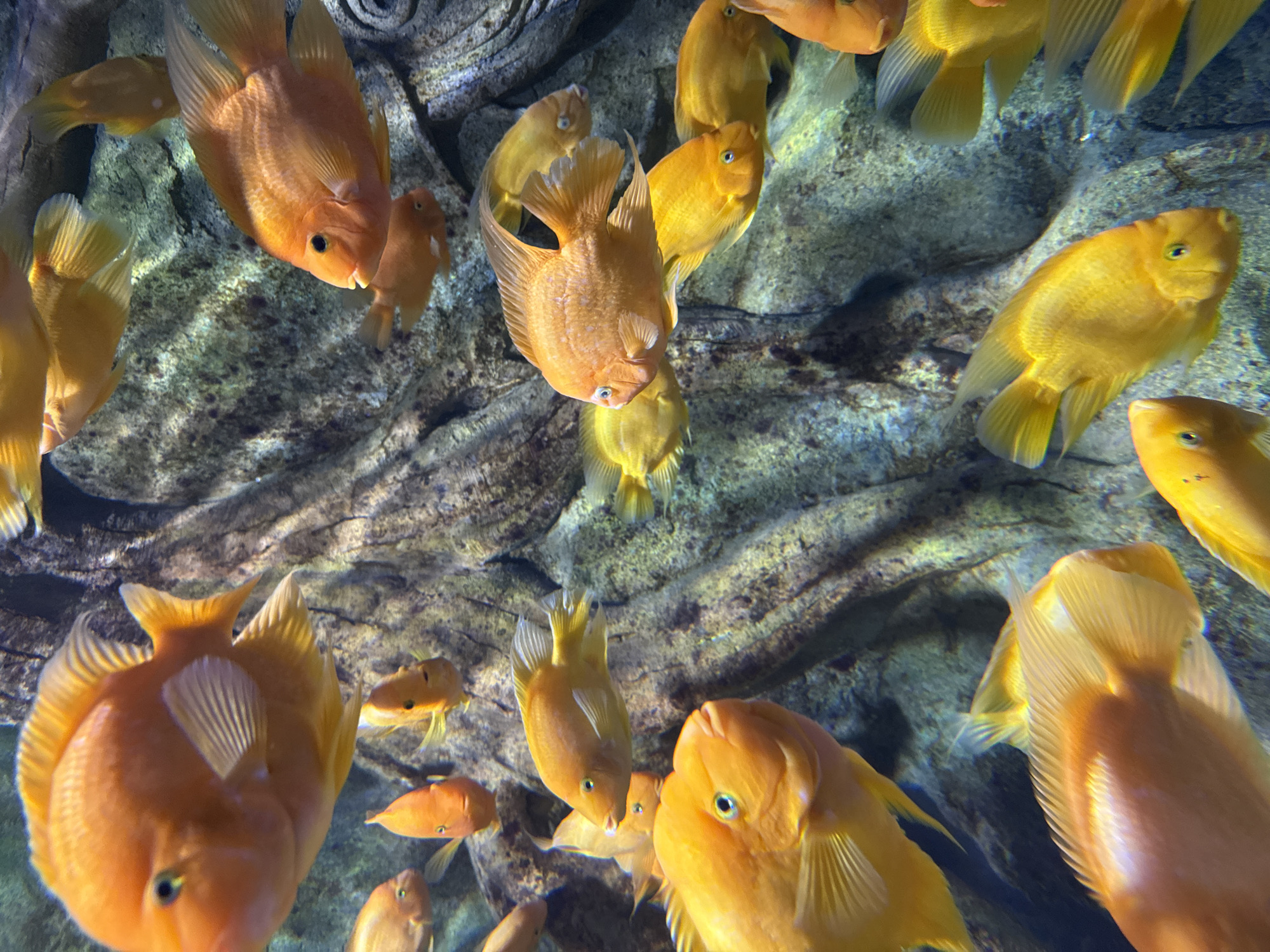 Tourist visits VinWonders Nha Trang aquarium and resort facilities