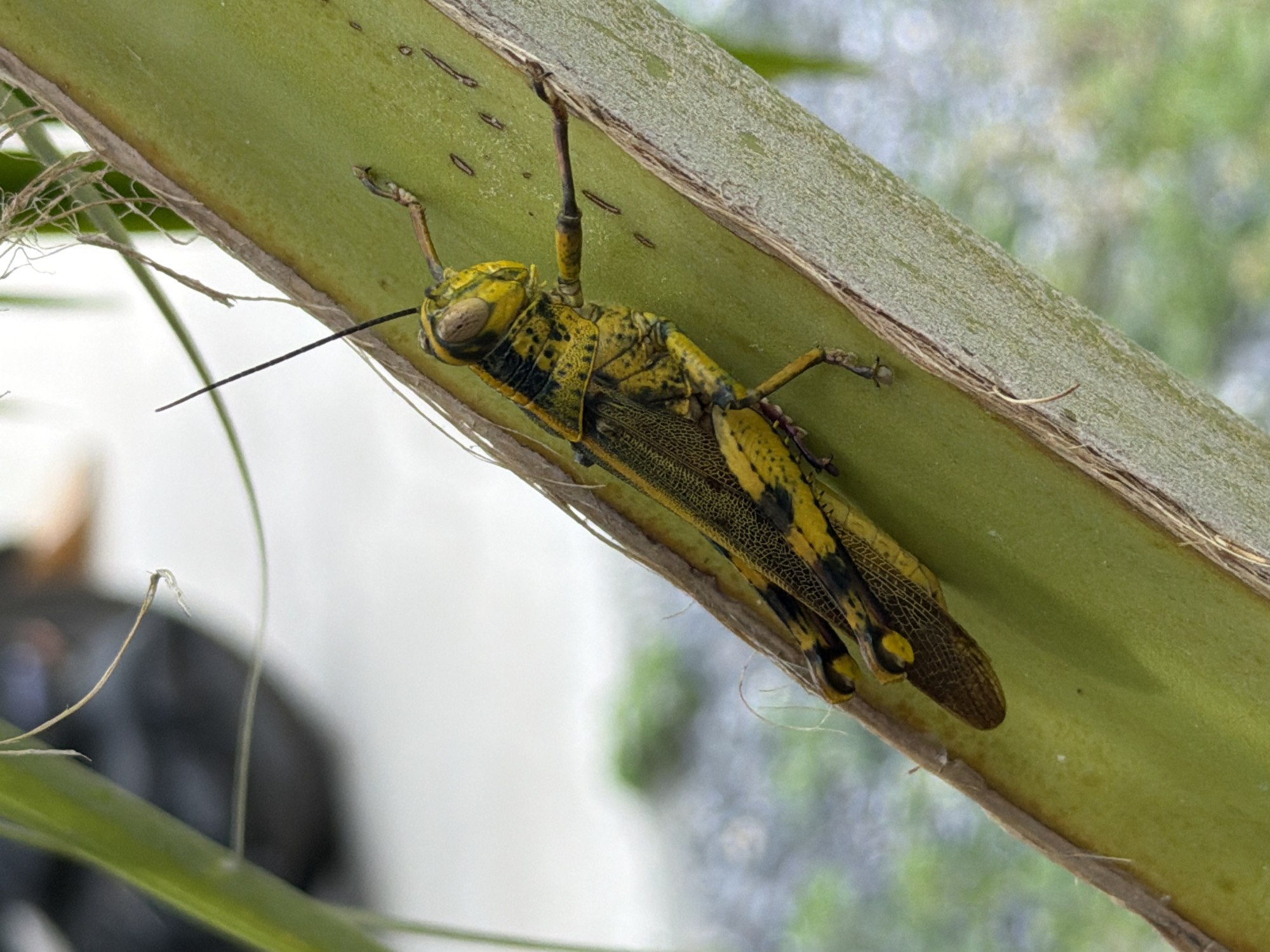 Vivid yellow and black grasshopper explored up close in Ko Samui