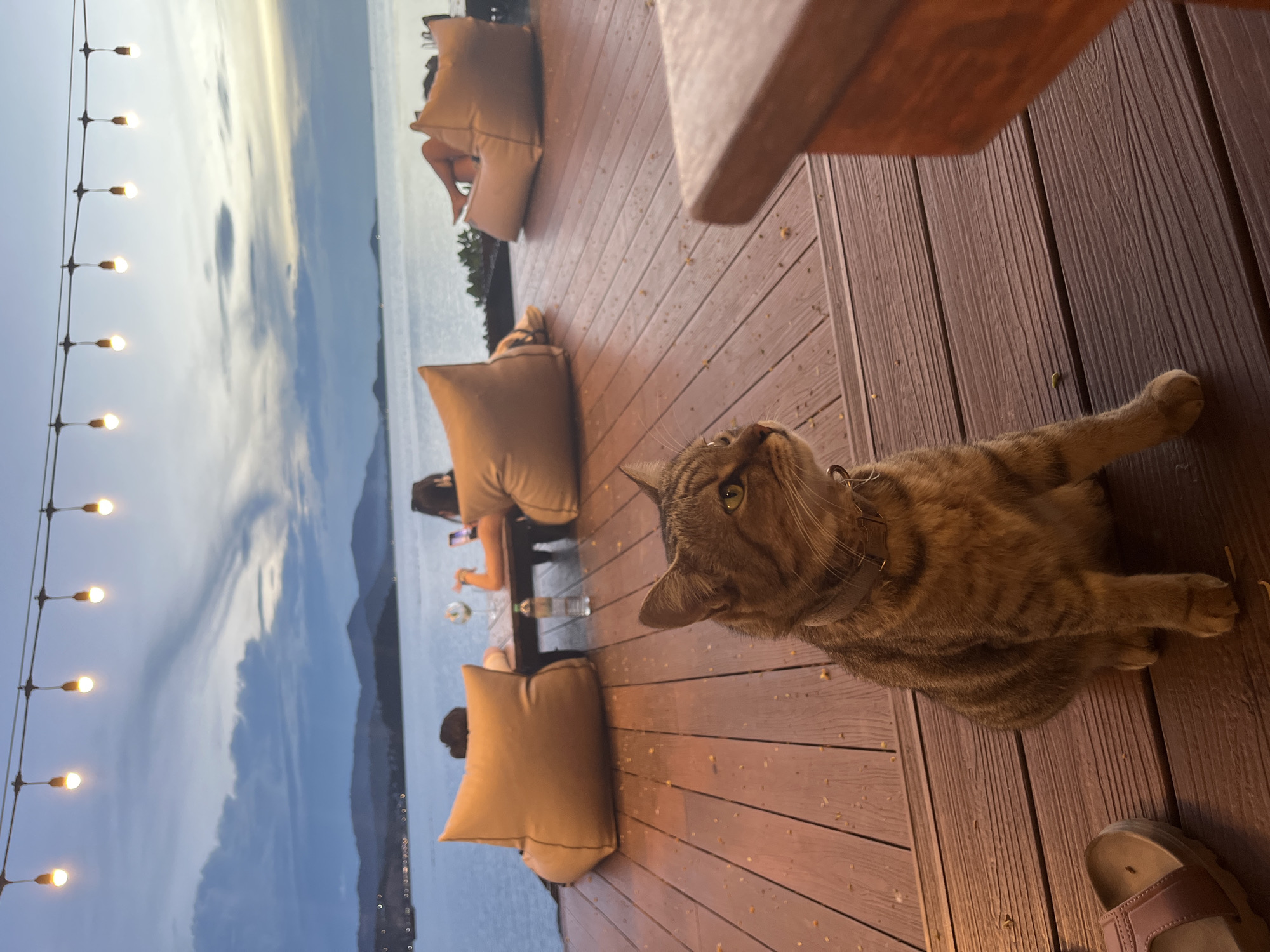 Sunset deck vibes in Baan Plai Laem, cat included