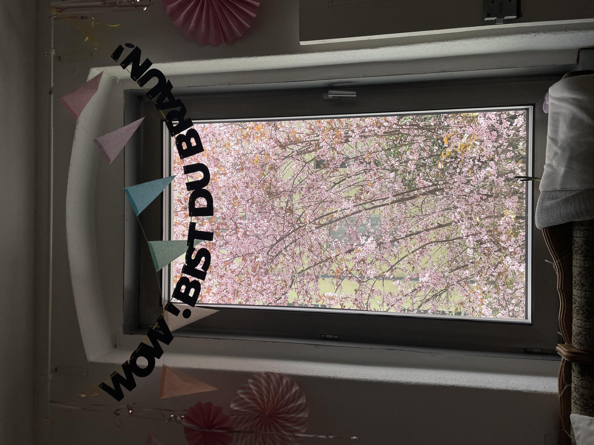 Spring blooms visible through Berlin window