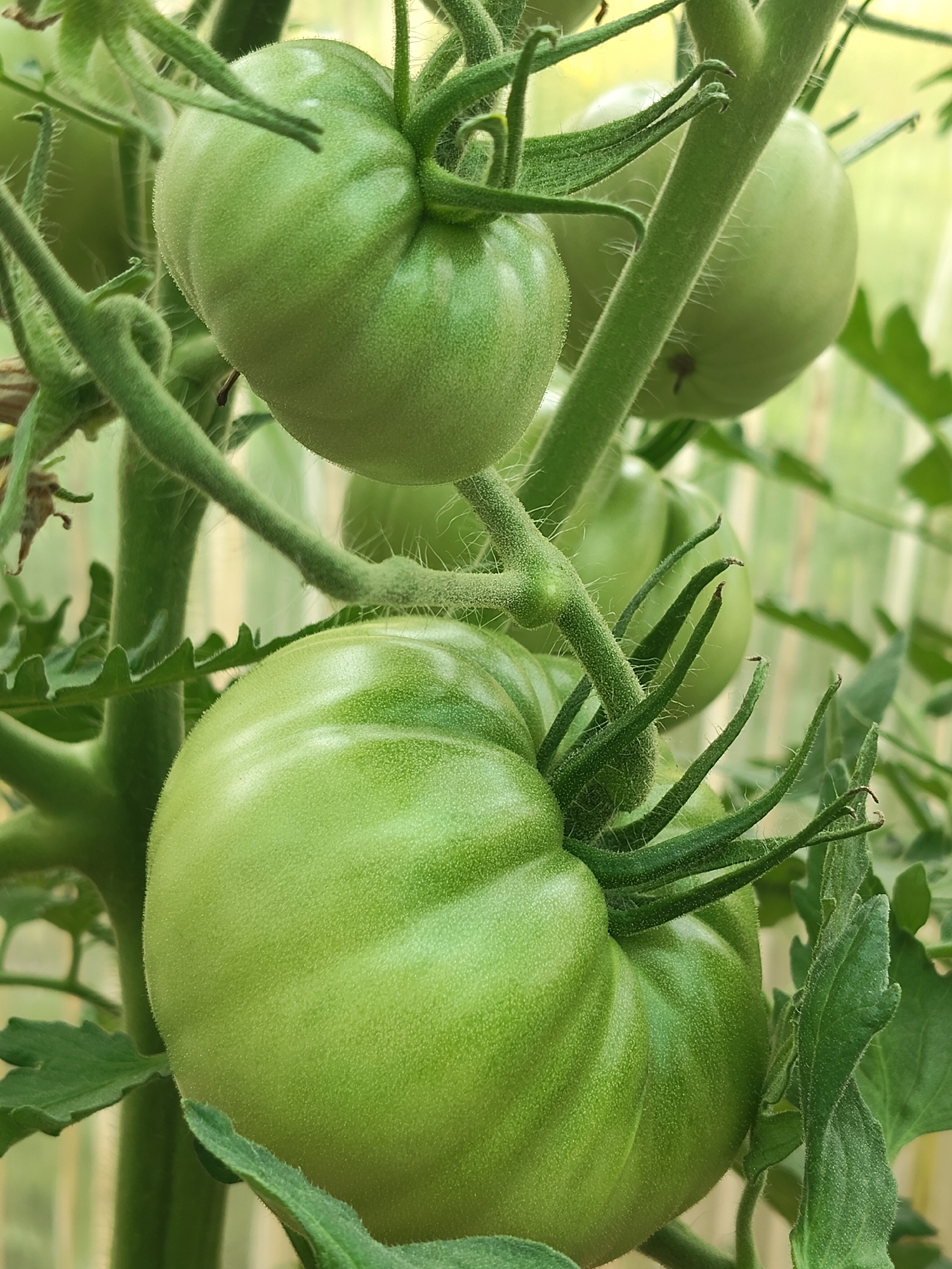 Summer garden check-in: fruits, flowers, and a weedy pond