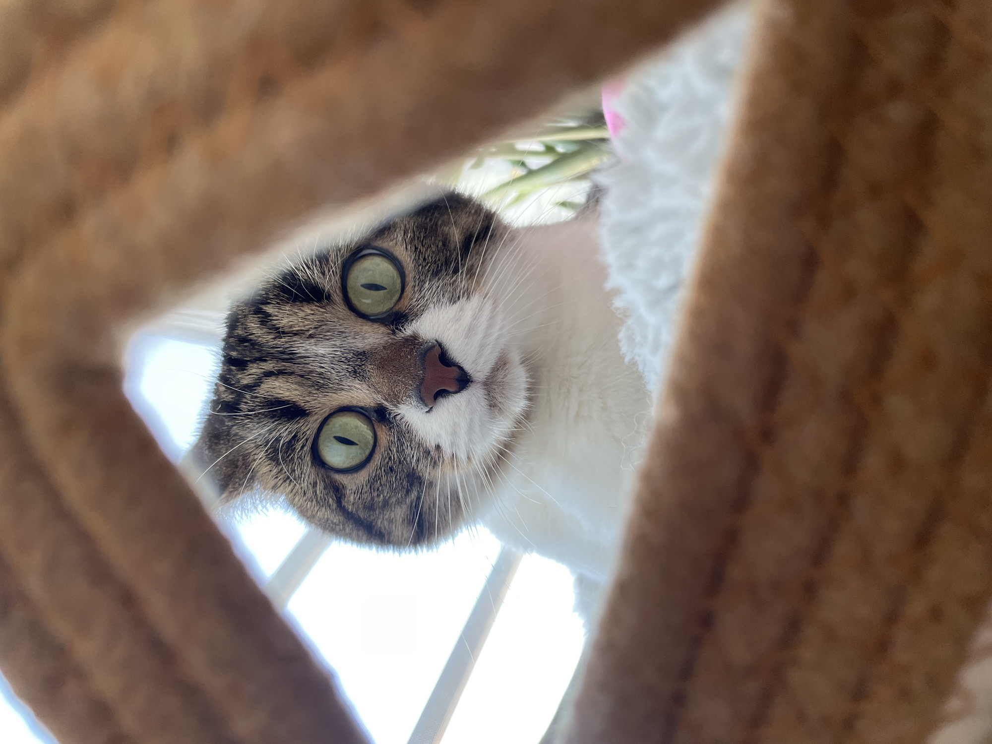 Domestic life and pet moments documented in Izhevsk