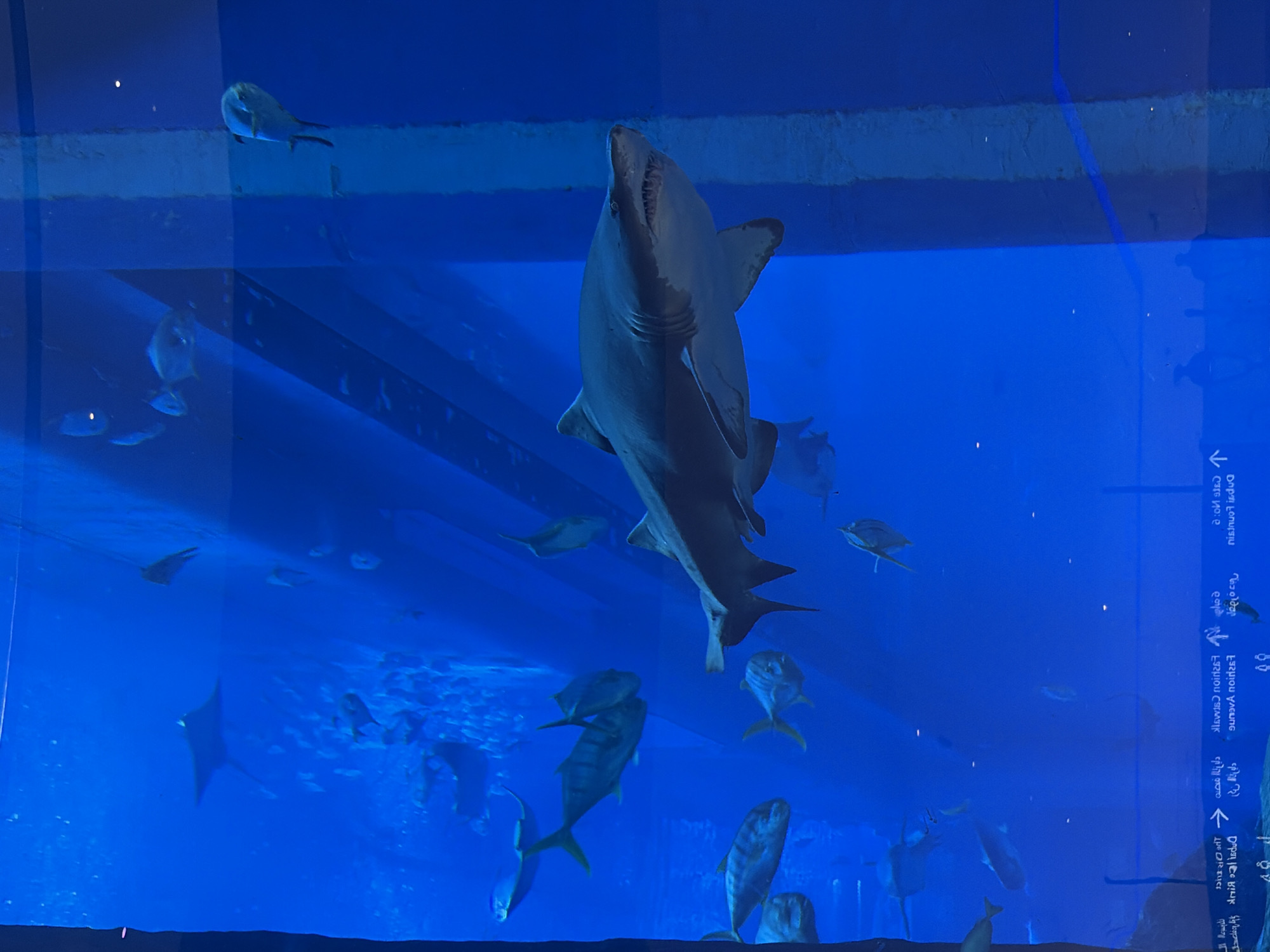 Dubai Aquarium marine life observed by visitor