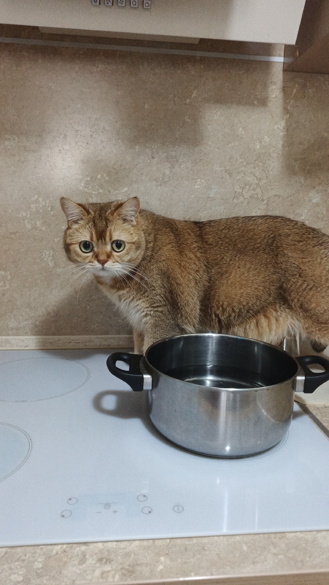 Ginger cat's kitchen adventures in Yekaterinburg morning