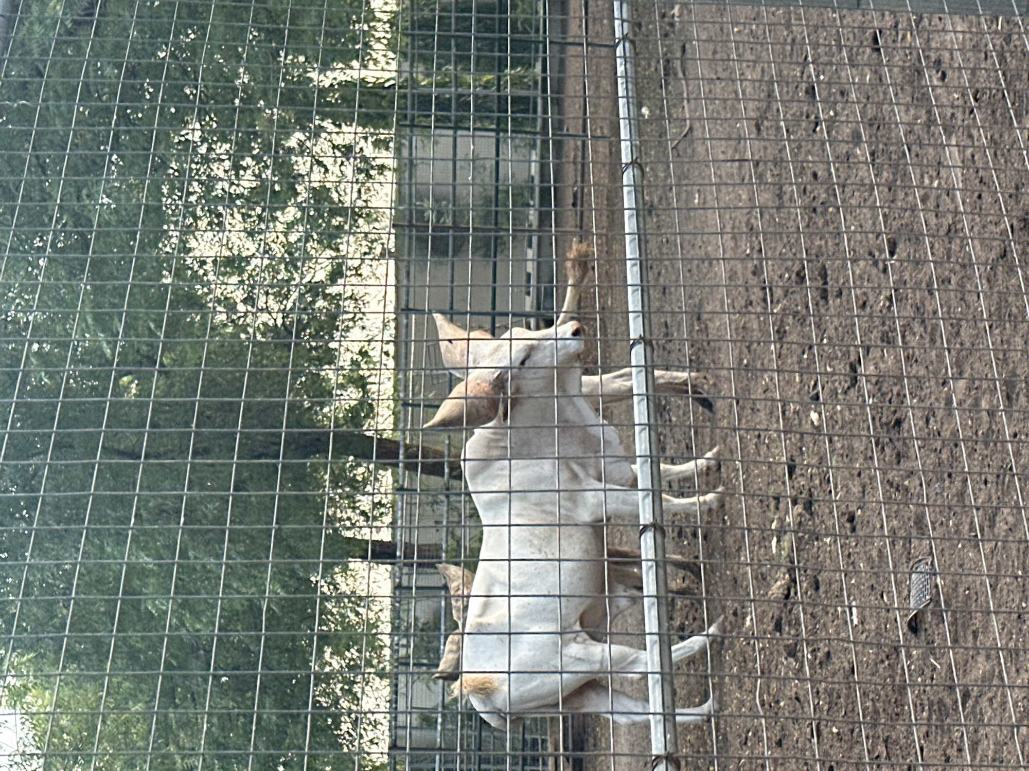 Modest zoo enclosures and animal murals near Dikko Stadium, Nigeria