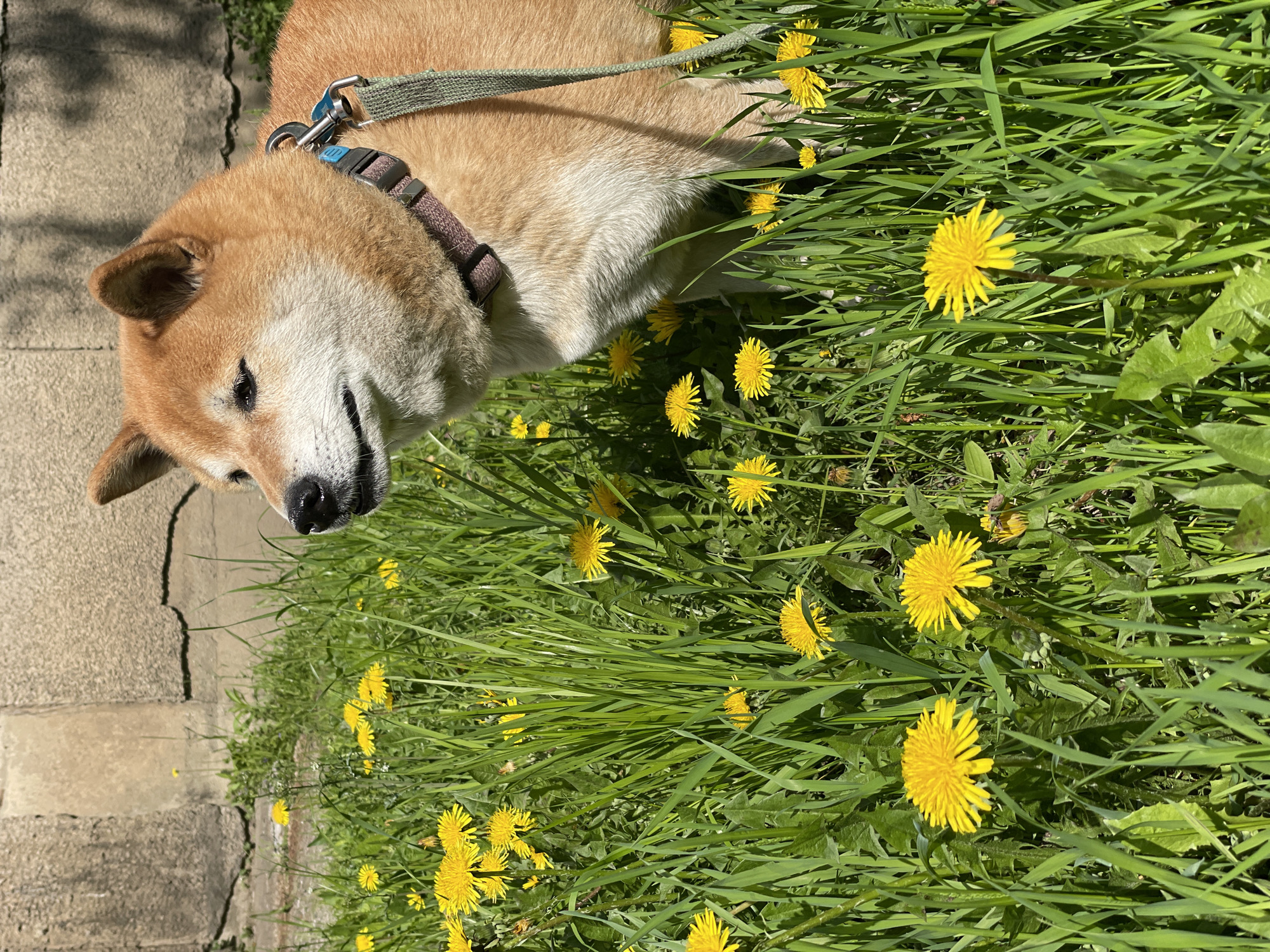 Spring morning dog walk documented through Zheleznogorsk, Russia