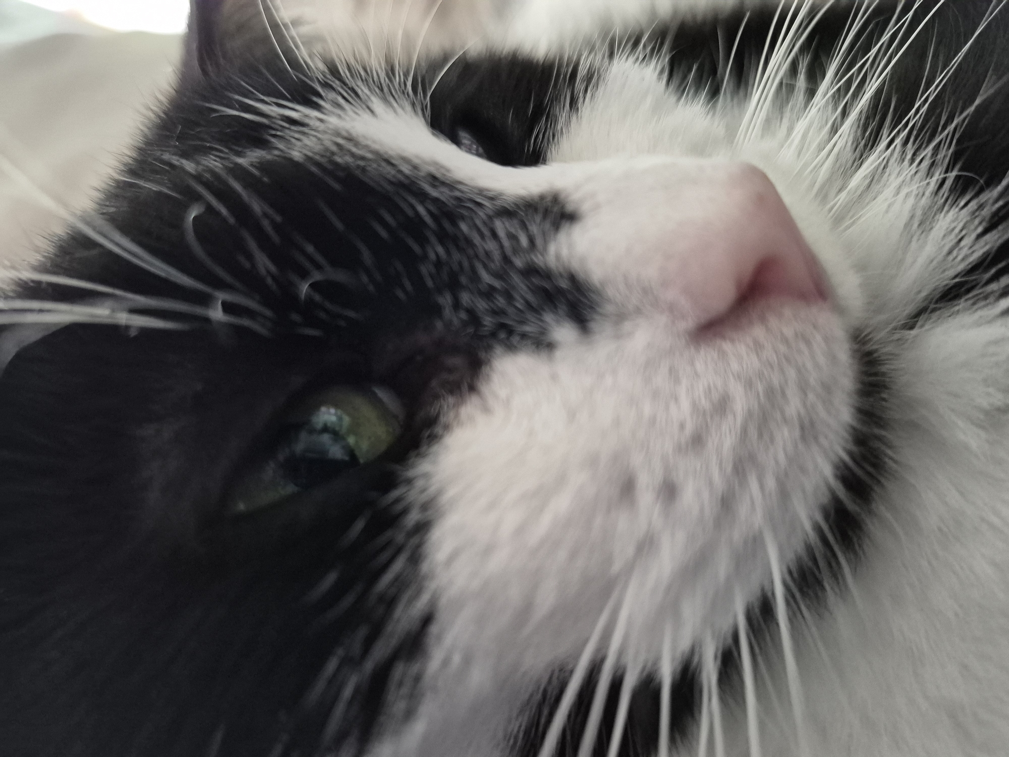 Morning moments in Villerupt: cat portrait and car ride