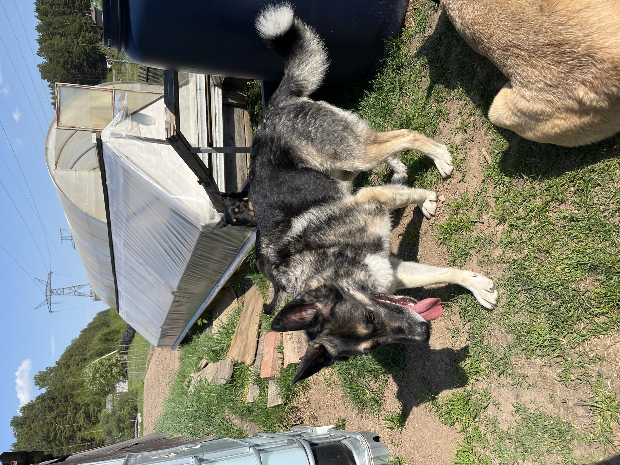German Shepherds play in sunny Russian backyard during spring morning
