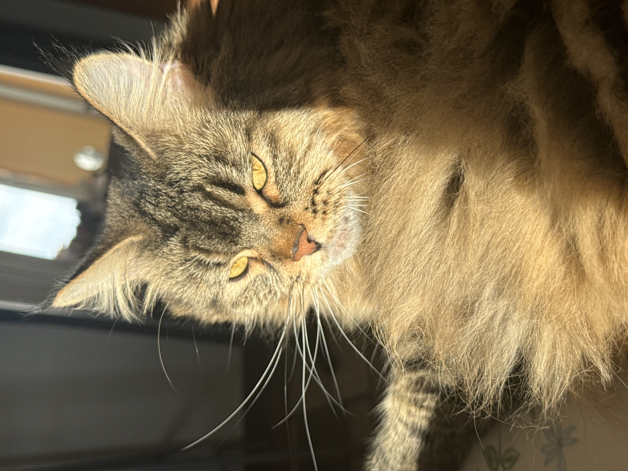 Tabby cat photographed in sunlight in Izhevsk home