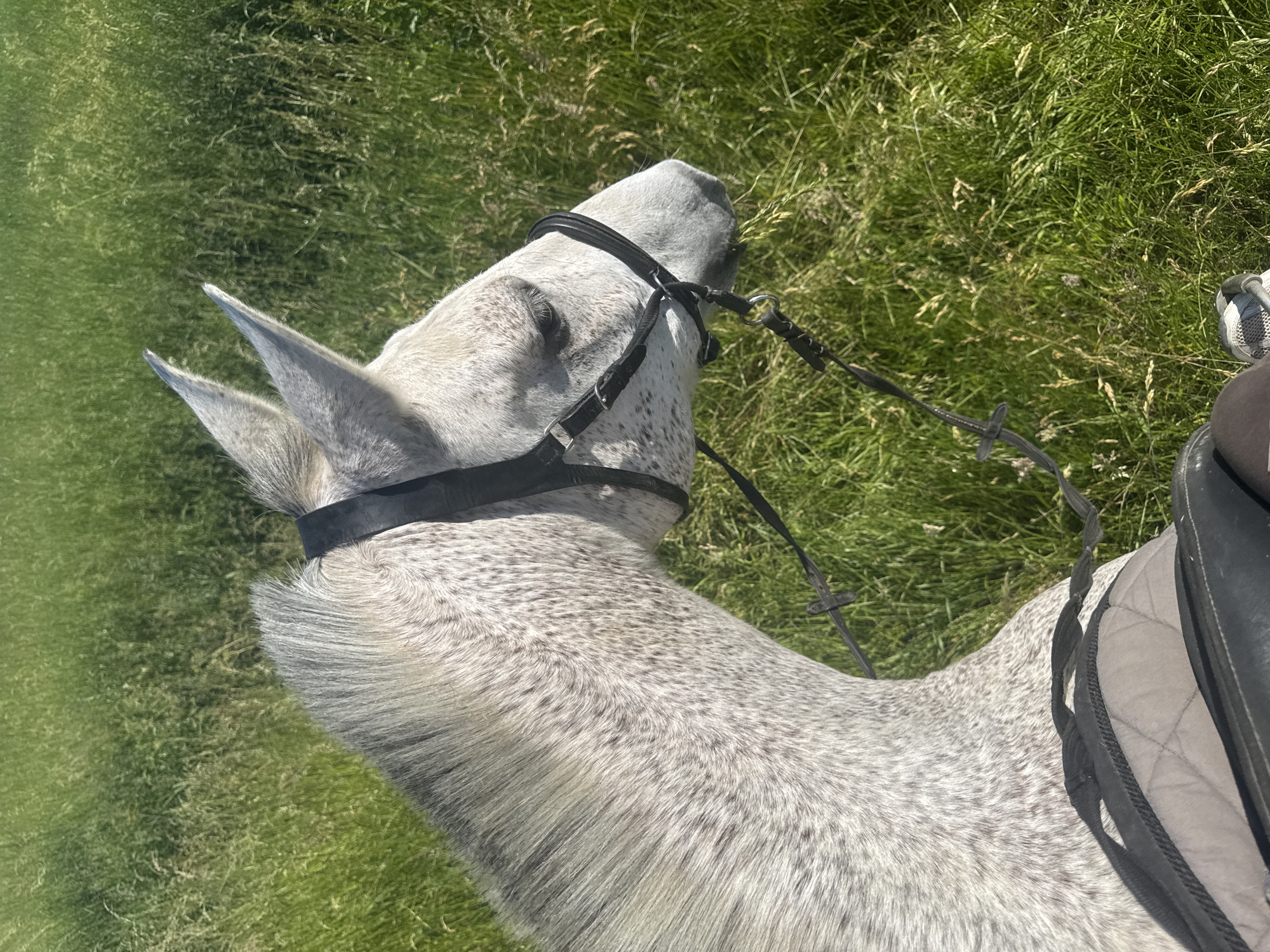 Horseback riding activities documented in Estaimpuis, Belgium countryside
