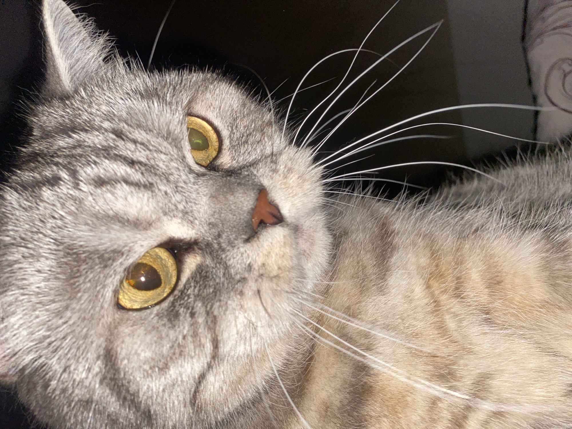 Gray tabby cat photographed in Chaikovsky, Russia