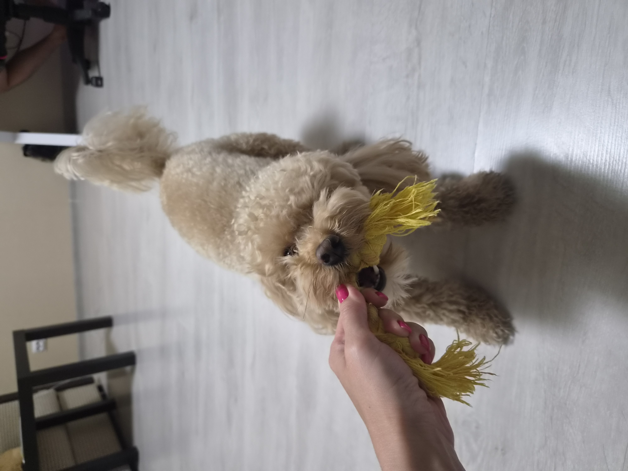 Toy poodle plays tug with a yellow rope toy at home