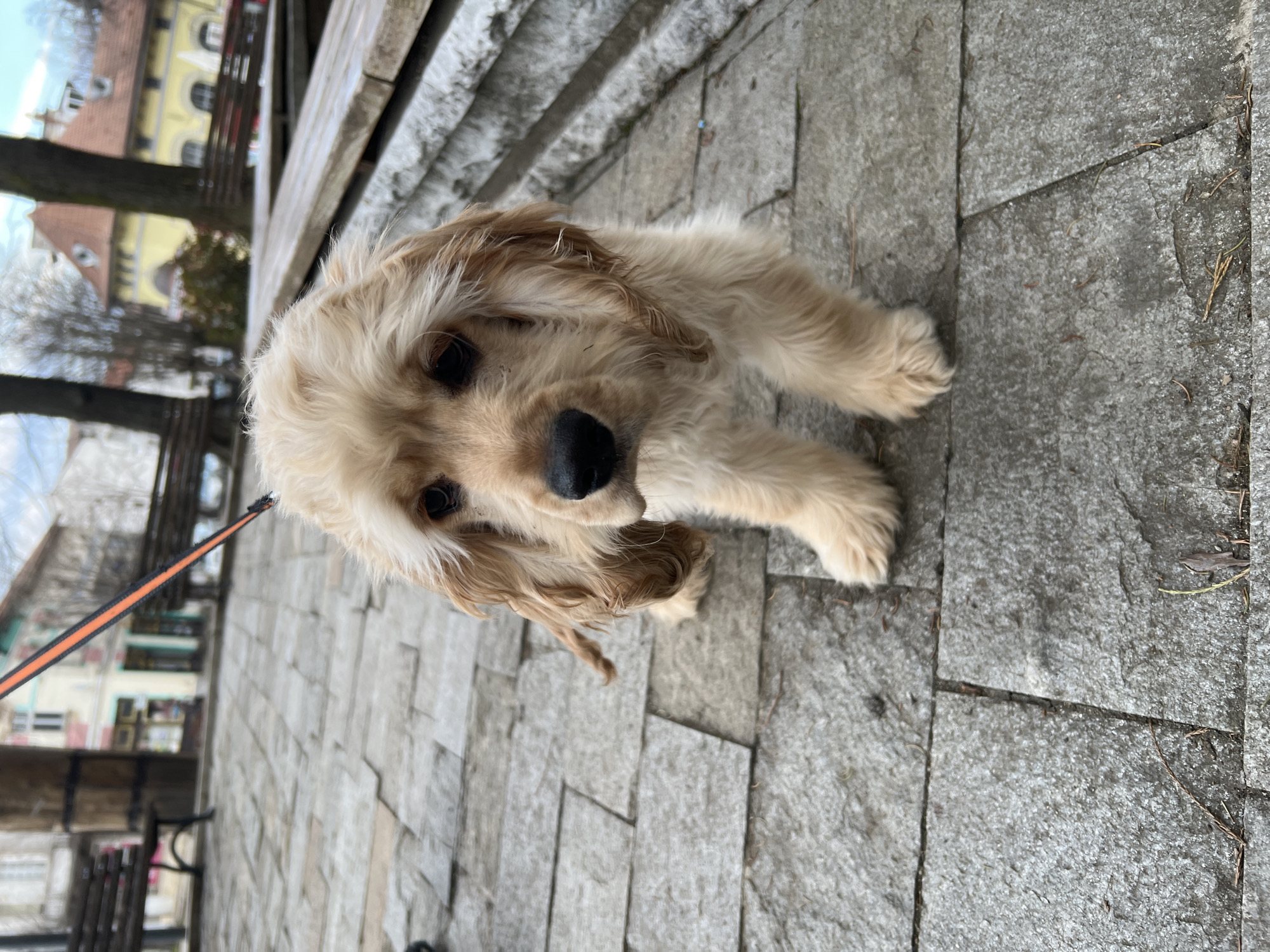 Cocker Spaniel puppy spotted on Berkovitsa streets