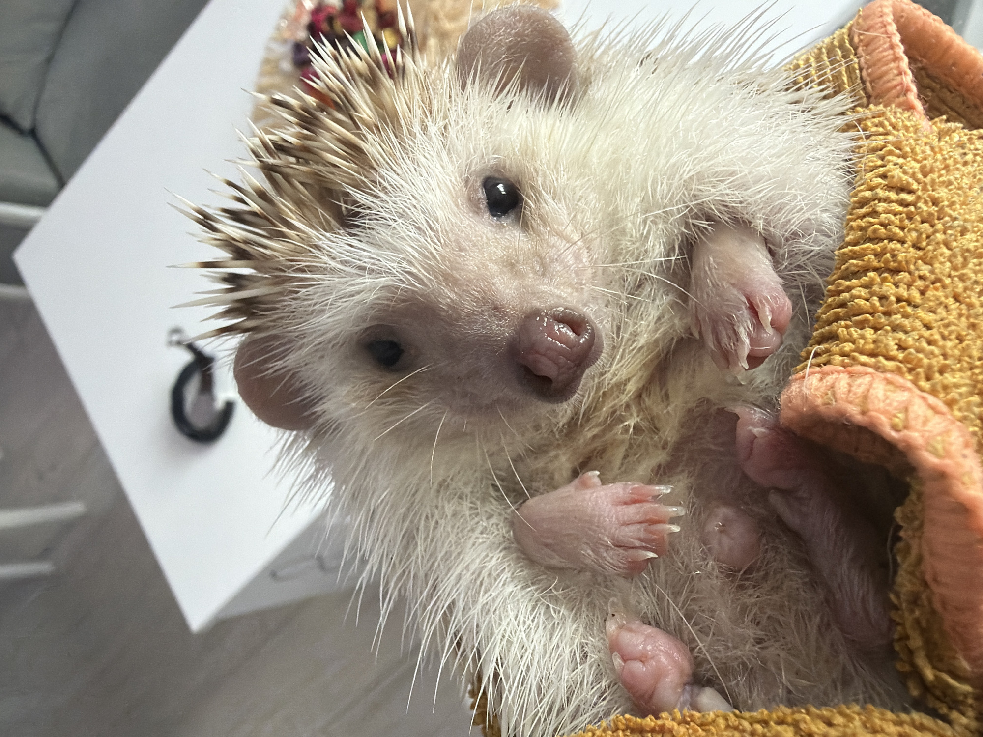 Pet hedgehog handled in Sofia morning encounter