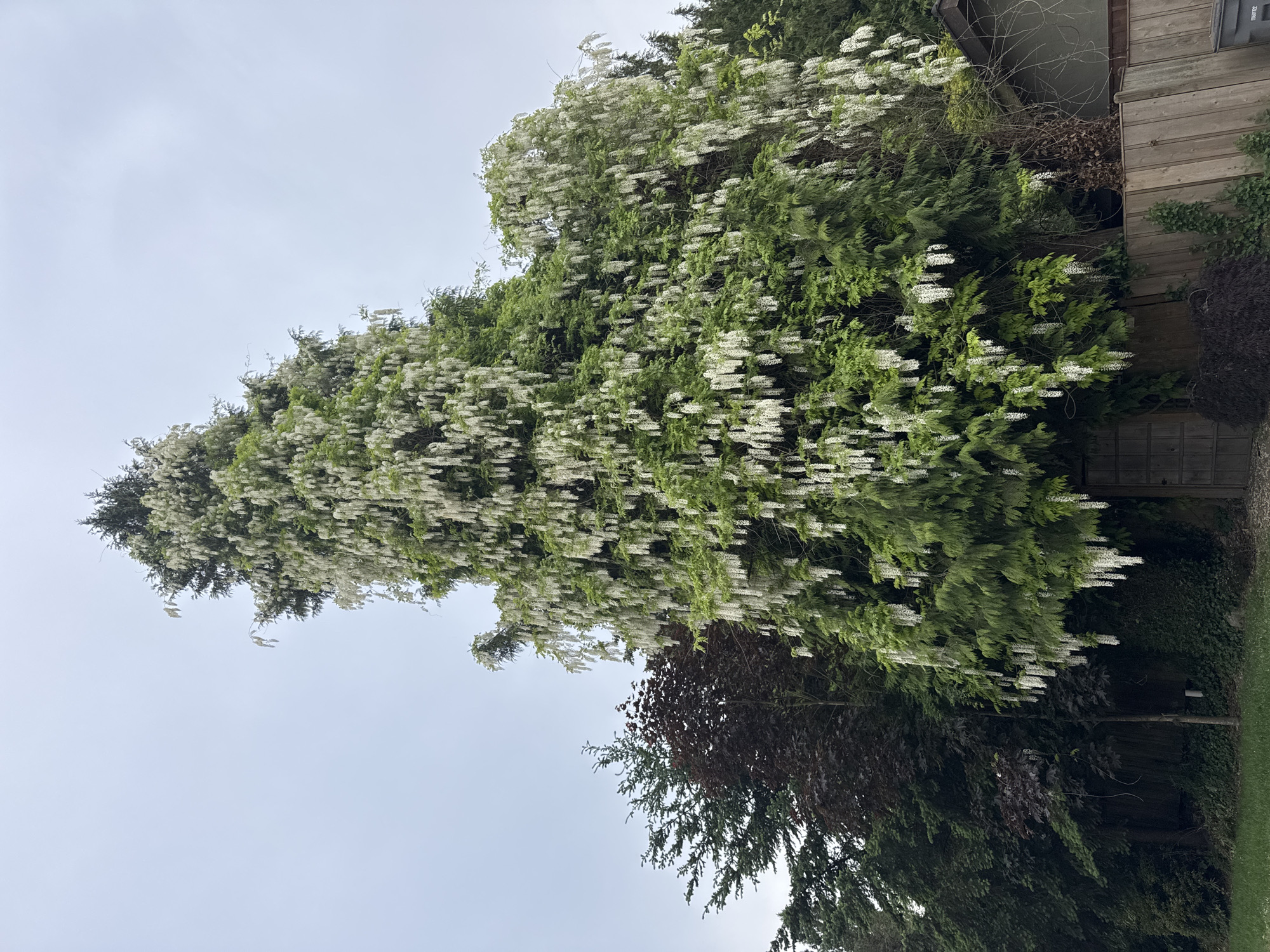 Spring blooms flourish across Vancouver residential neighborhood