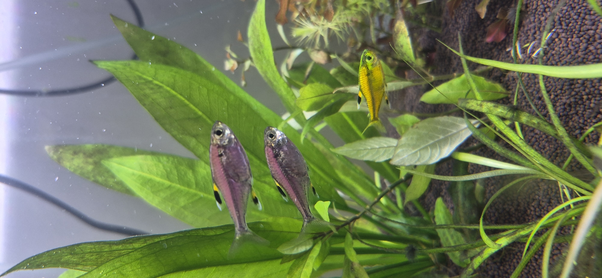 Pet life at home: aquarium fish and a gray rabbit in Ussurijsk