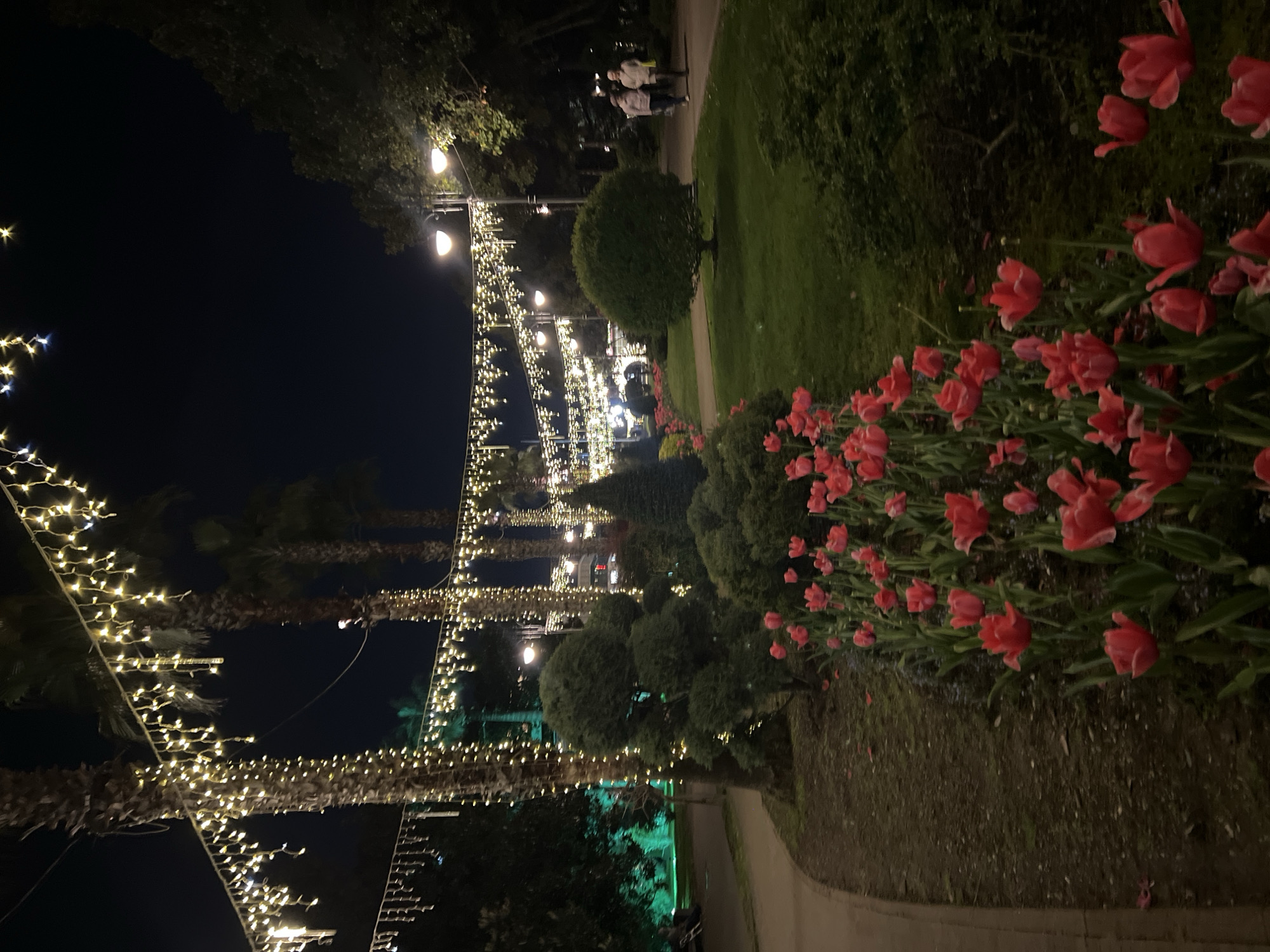 Evening scenes captured across illuminated Sochi streets and monuments