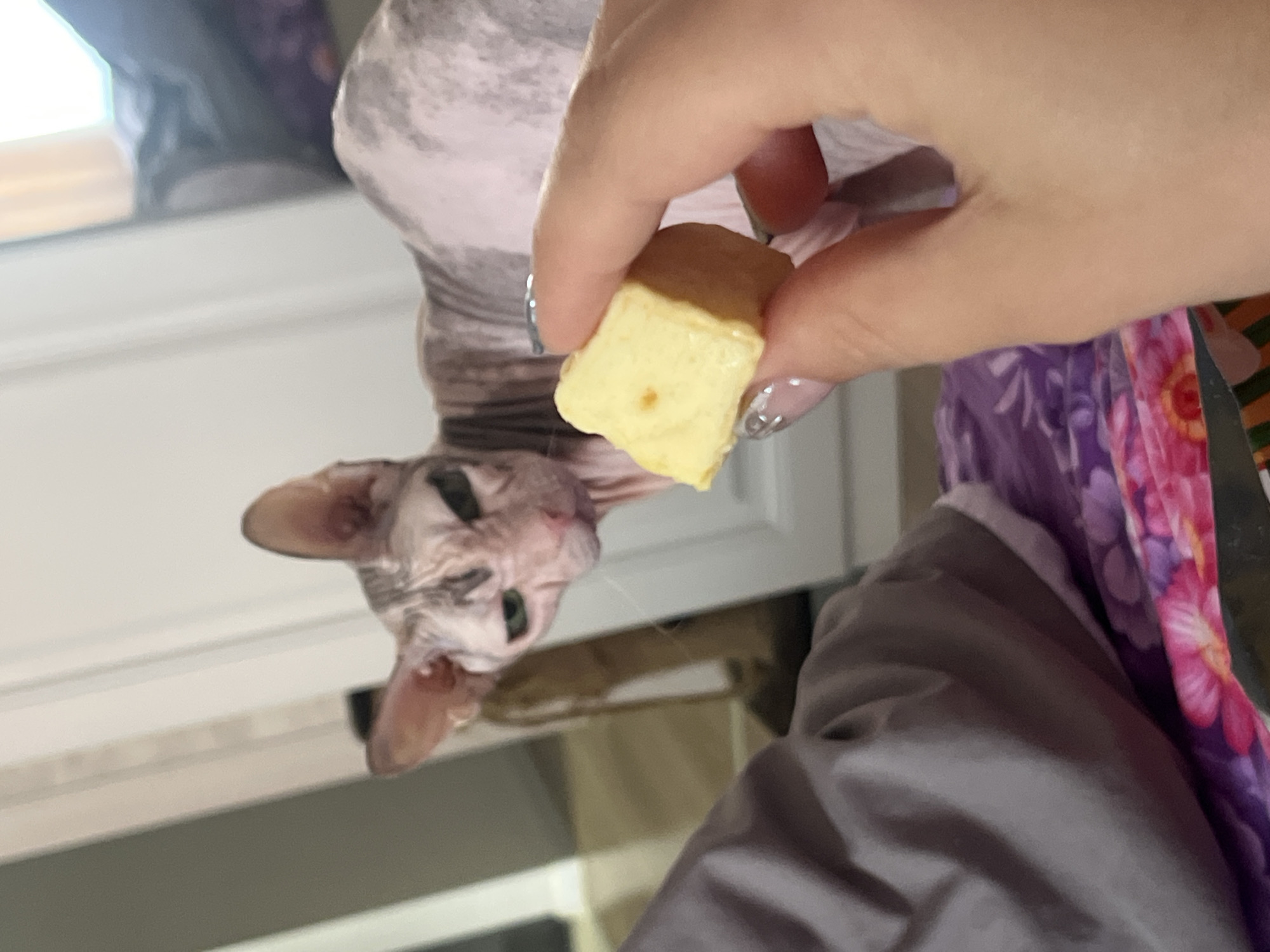 Sphynx cat gets offered a cube of cheese indoors
