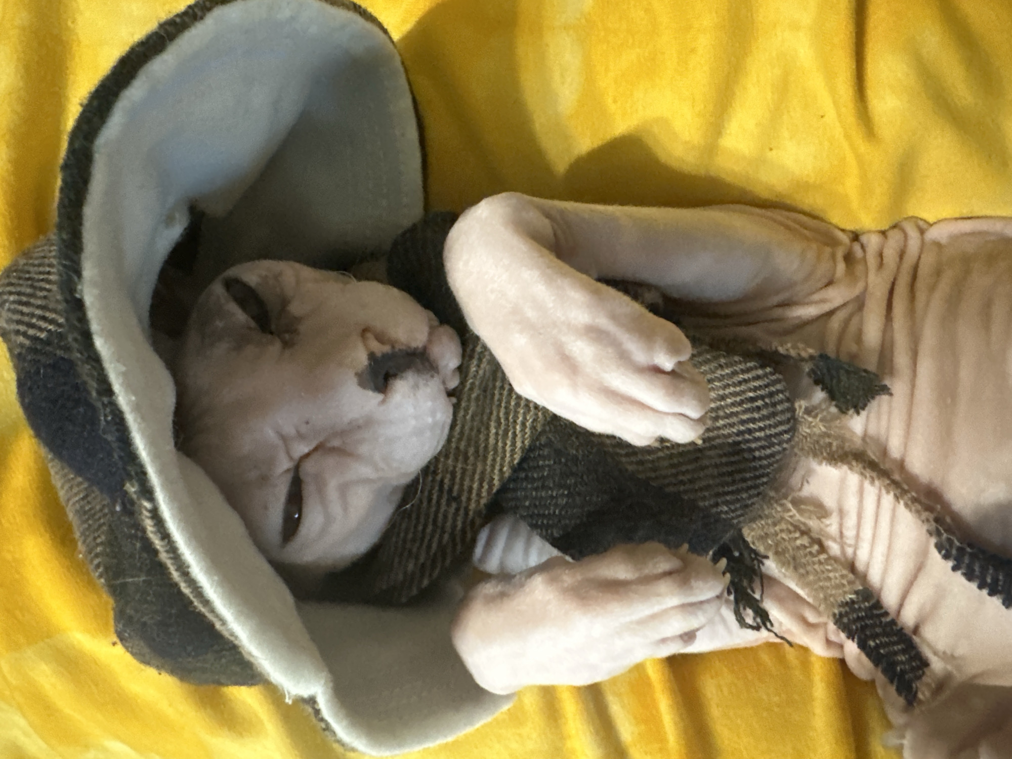 Sphynx cat photoshoot with props and costumes in Togliatti