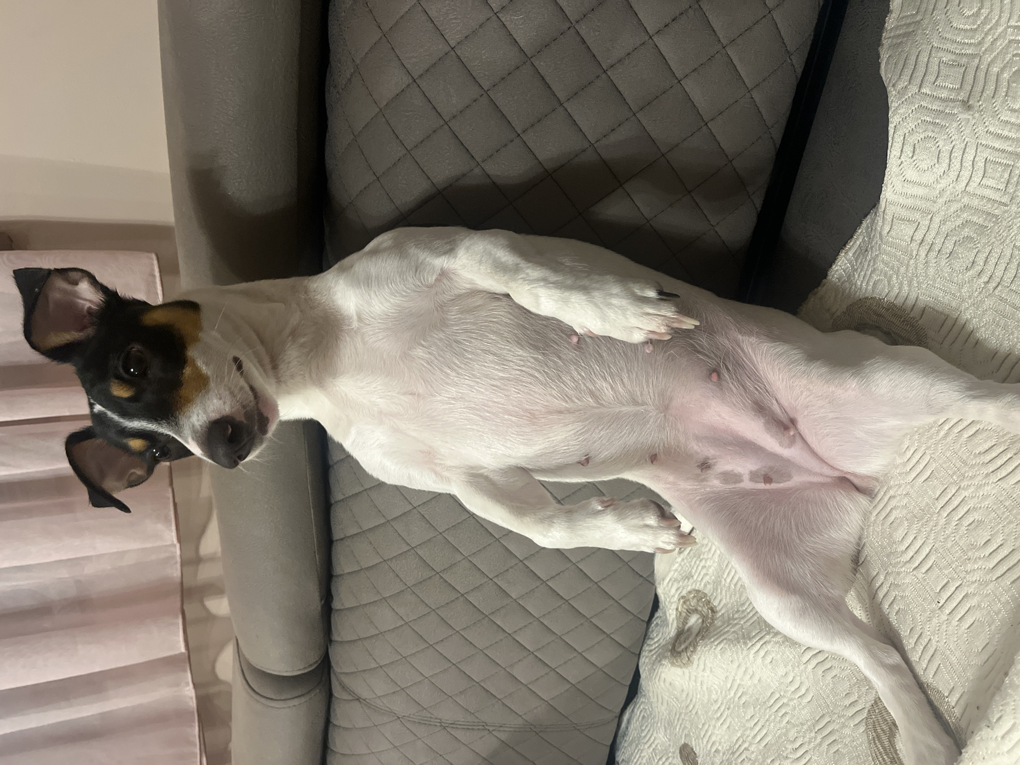Small dog rests upside down on sofa in Varna home
