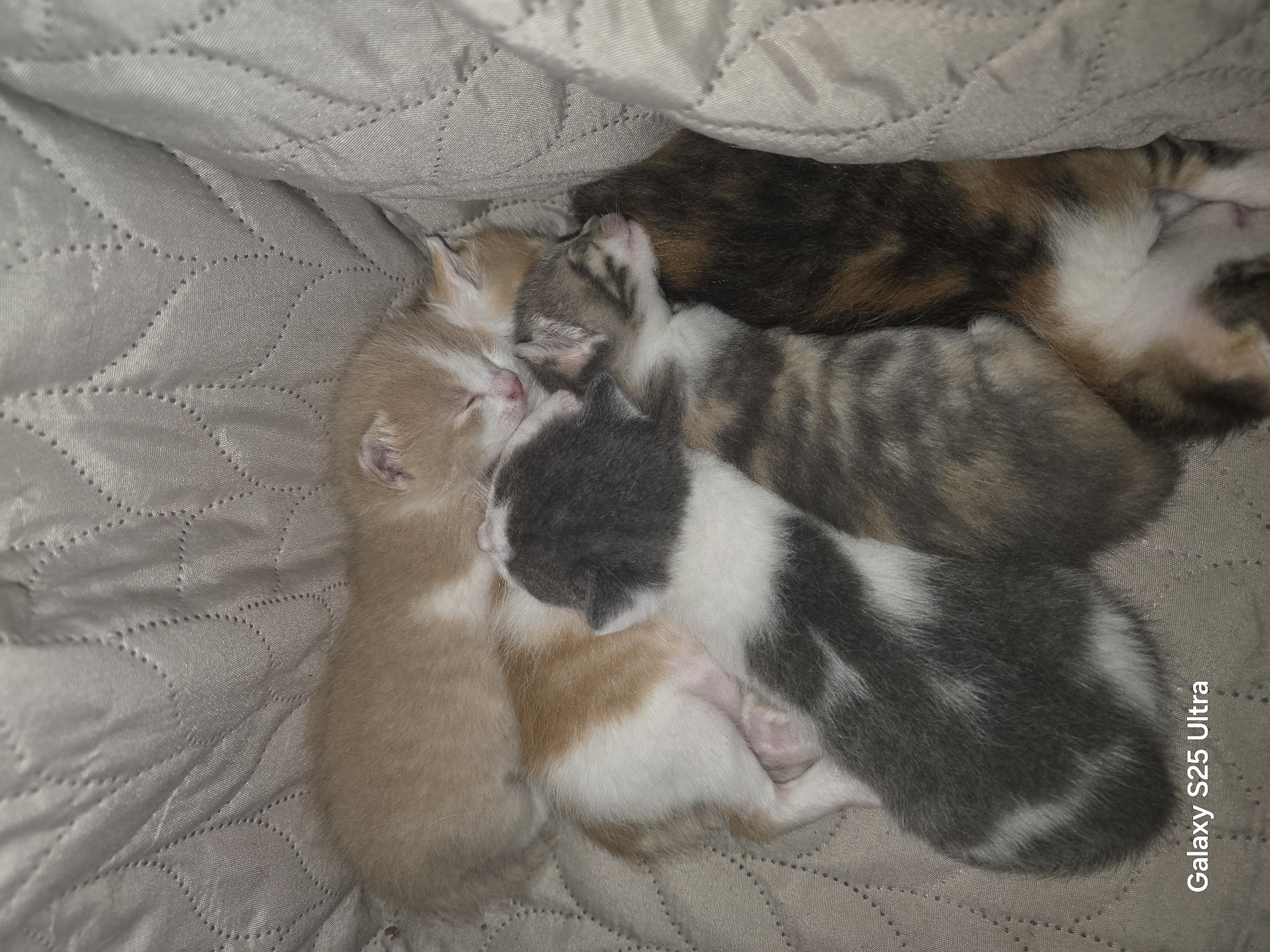 Quiet domestic moments with kittens, children captured in Dulovo