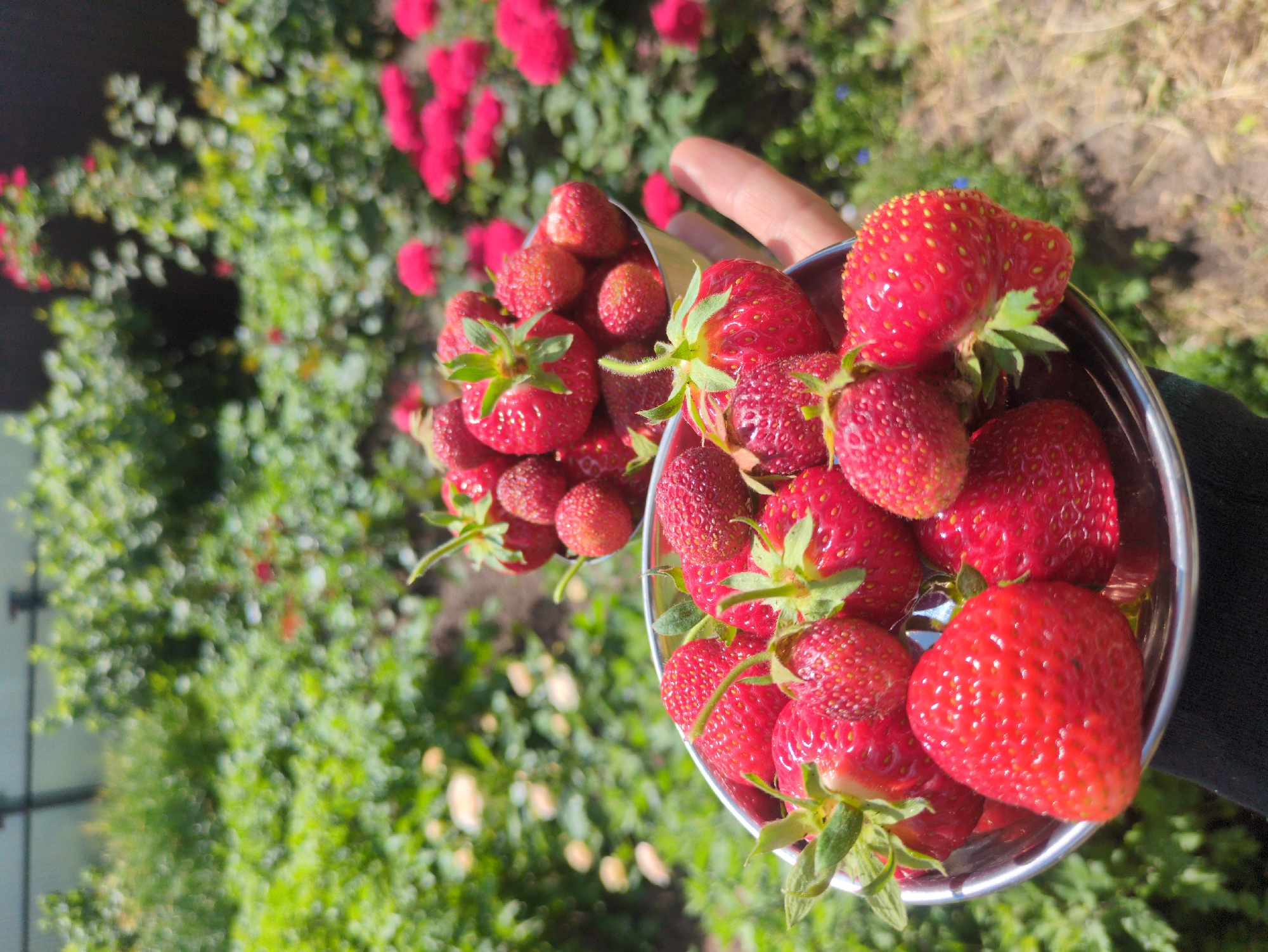 Summer morning in a Kulebaki garden and home