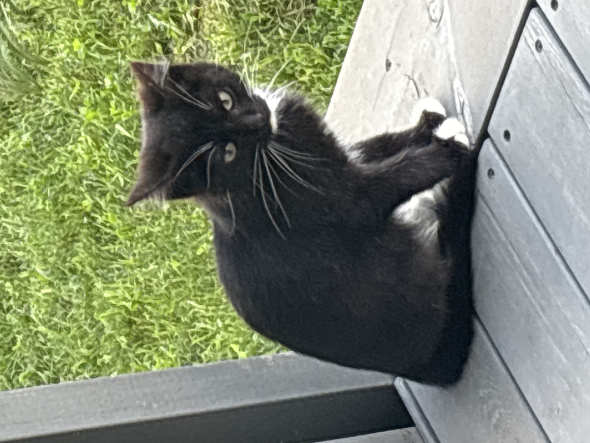 Cats eating, playing, and lounging on a Zvenigorod deck