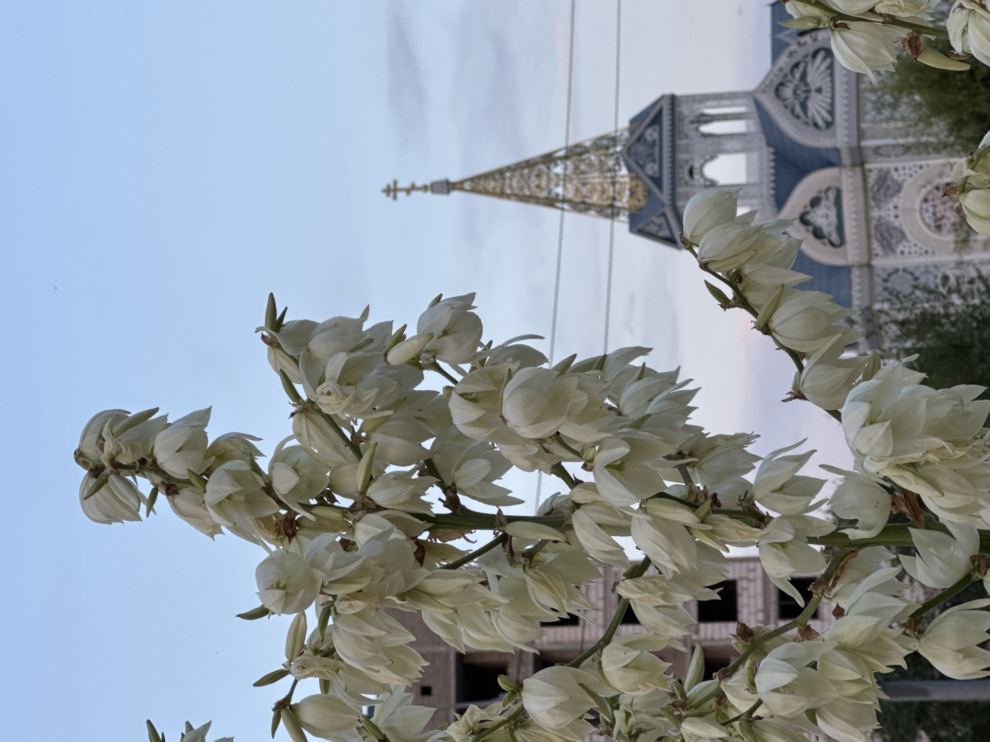 City stroll: construction, blooms, a dog, and passing aircraft