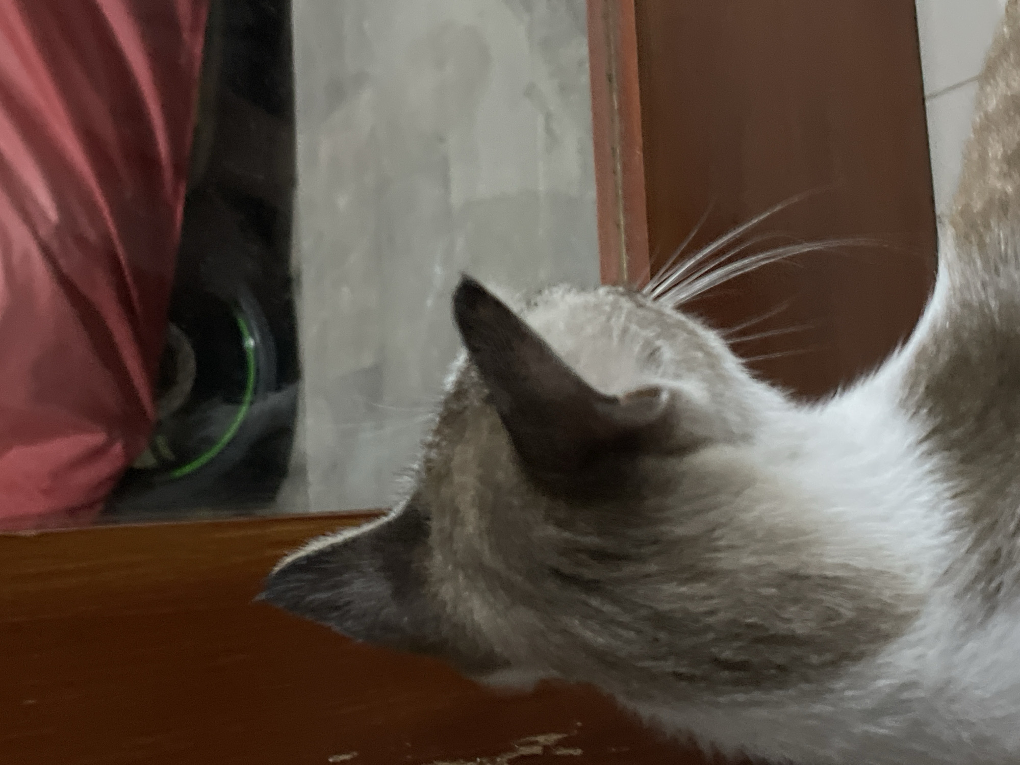 Cats napping, eating, and lounging around the house